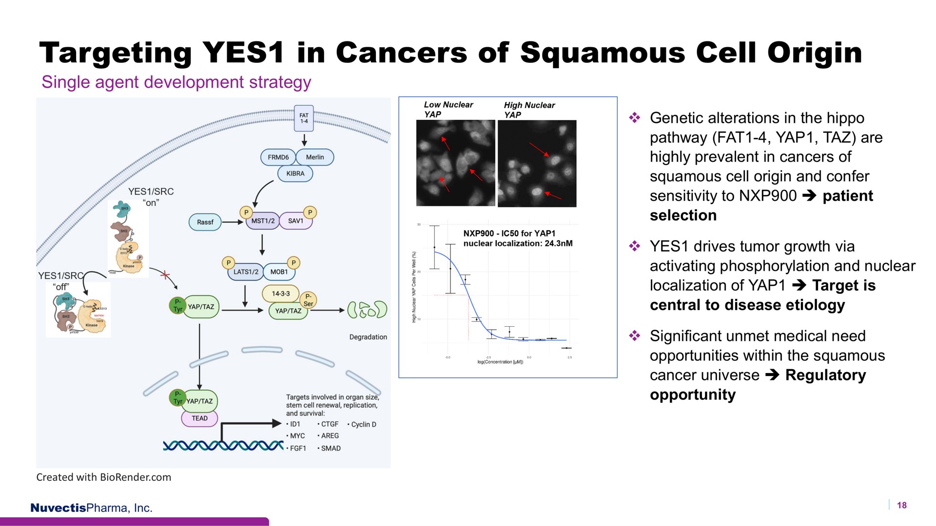 targeting yes in cancers of squamous cell origin yap a a | Nuvectis Pharma