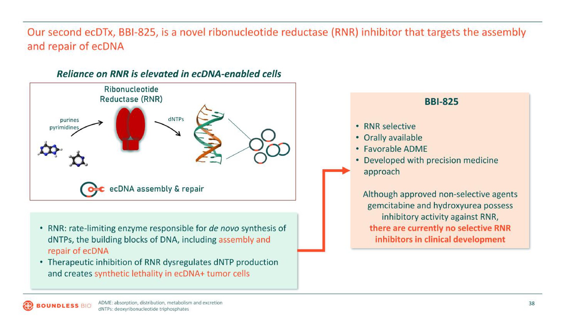 our second is a novel reductase inhibitor that targets the assembly and repair of a | Boundless Bio