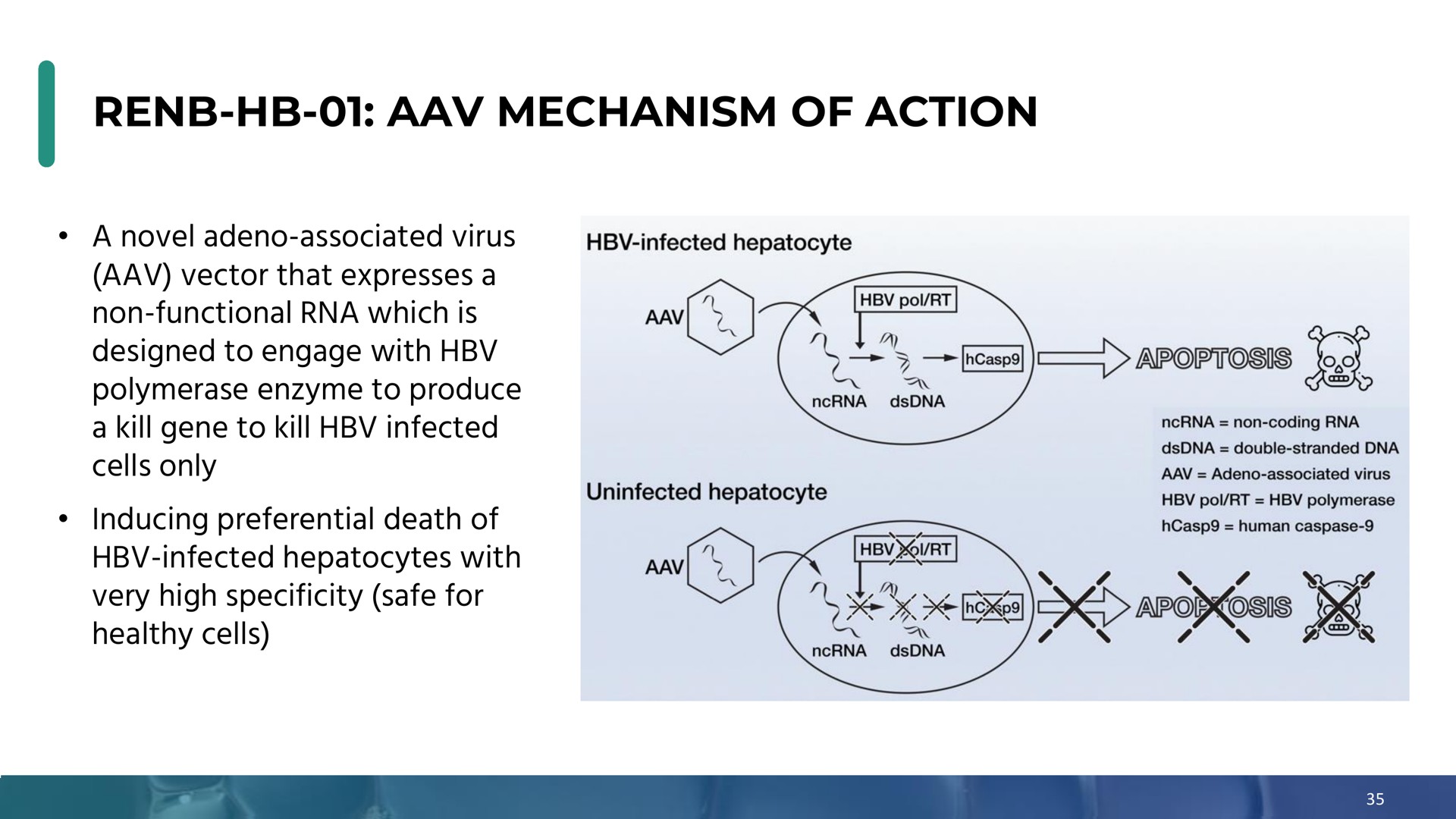 mechanism of action a | Enochian Biosciences