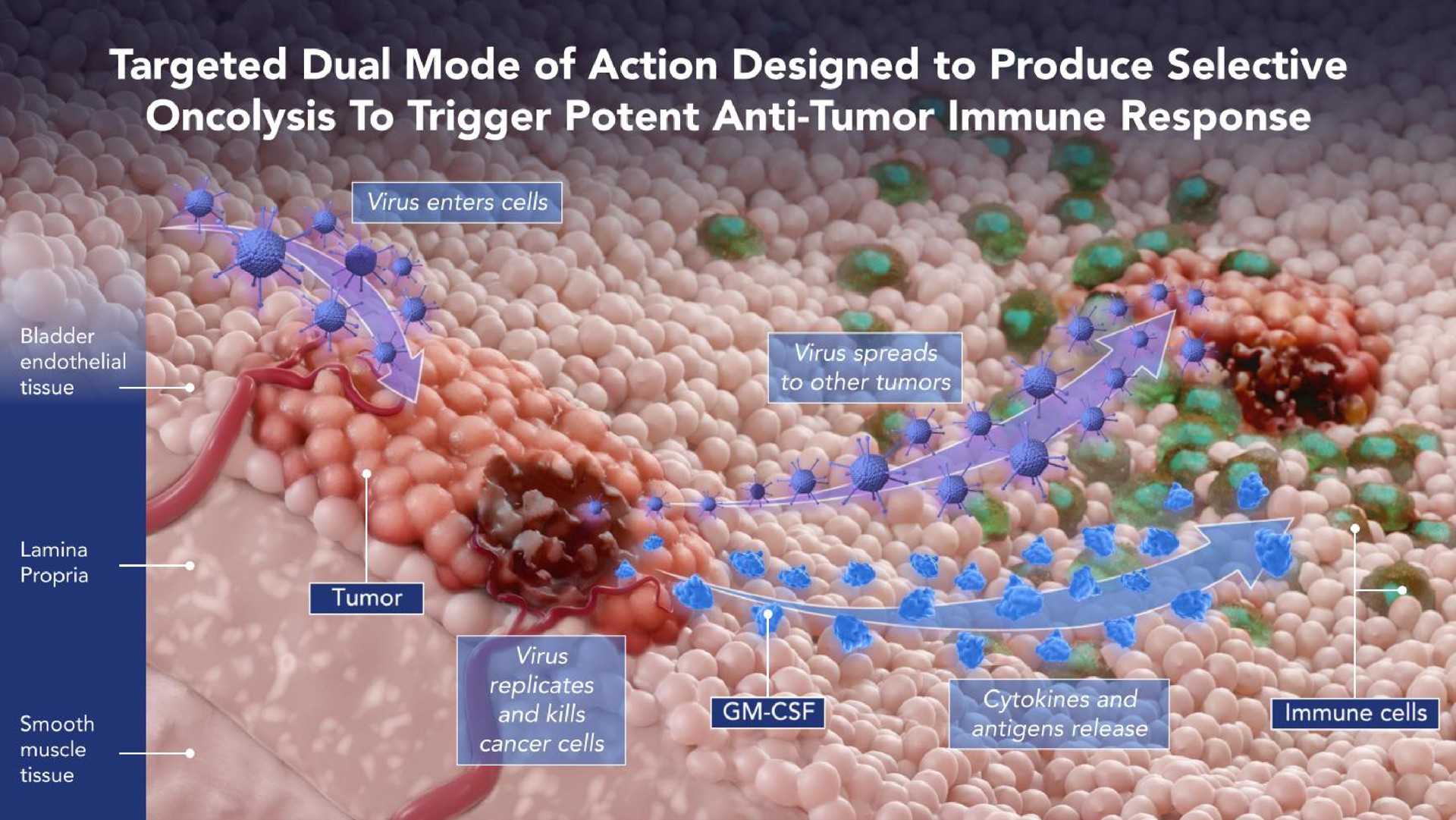targeted dual mode of action designed to produce selective to trigger potent anti tumor immune response | CG Oncology
