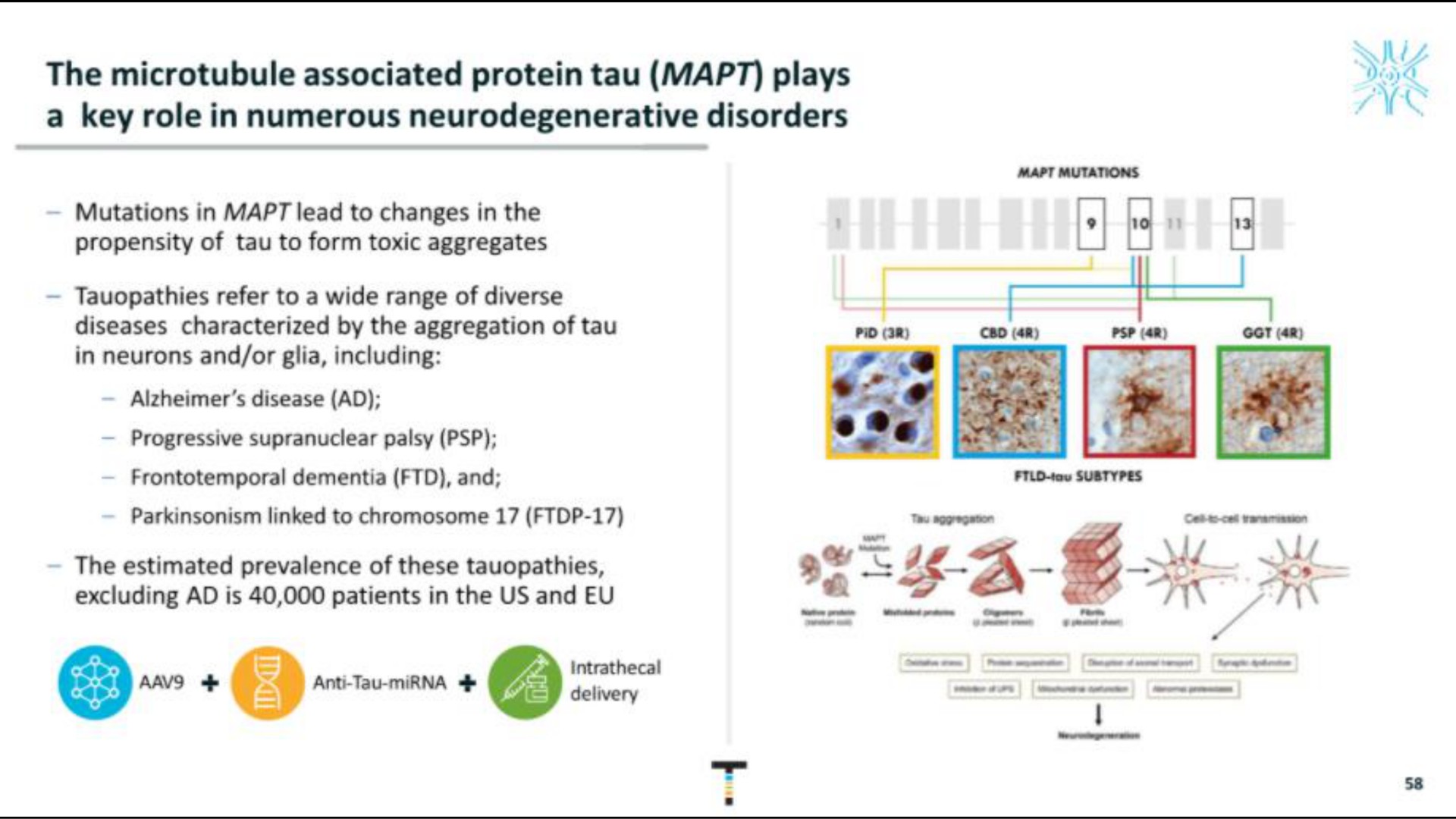 the associated protein tau plays a key role in numerous neurodegenerative disorders | Taysha