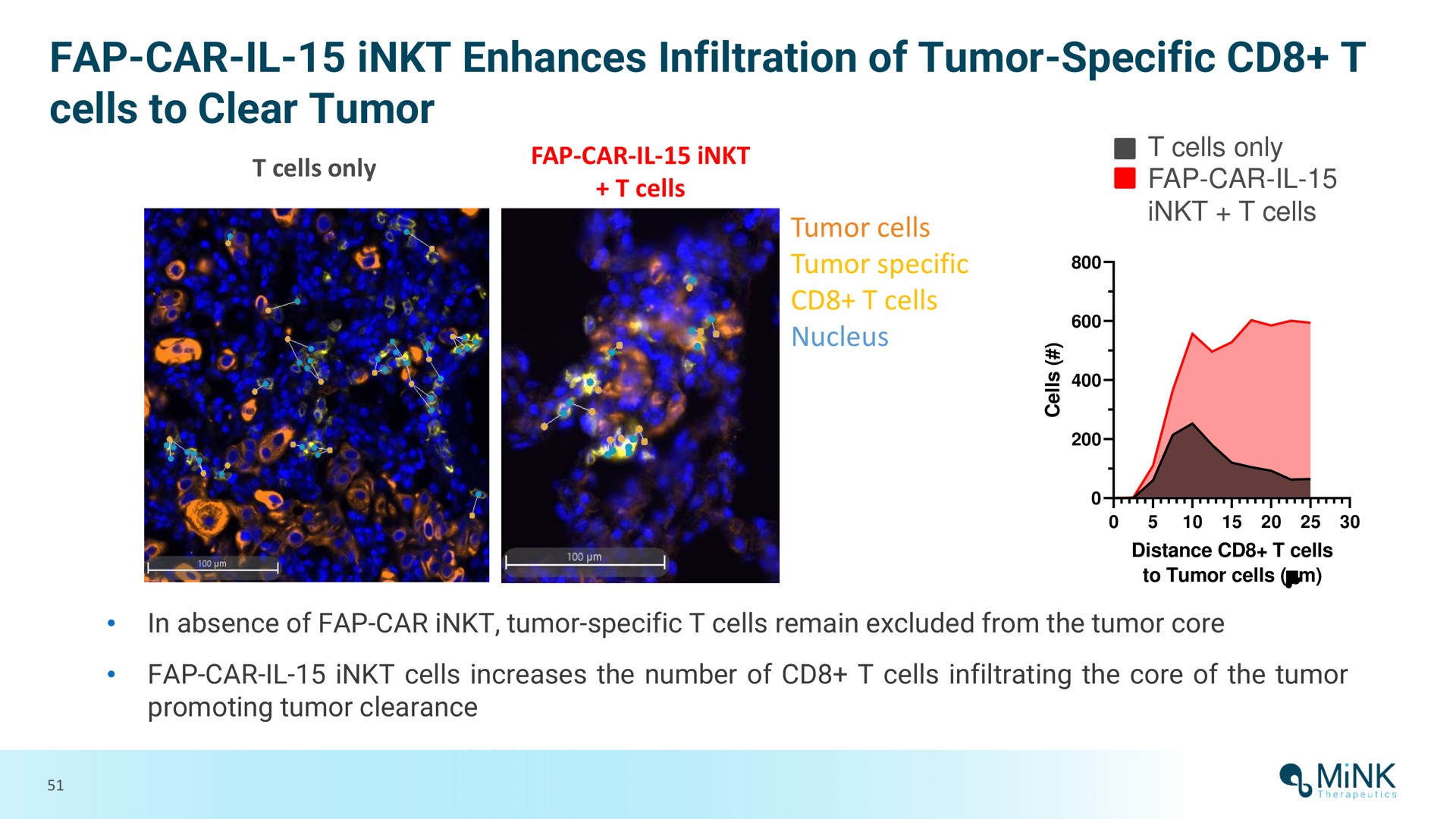 car enhances infiltration of tumor specific cells to clear tumor mink | Mink Therapeutics