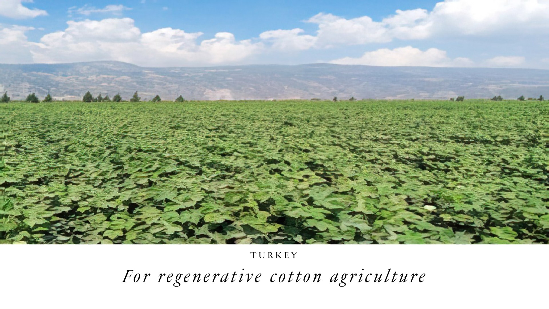 for regenerative cotton agriculture | LVMH