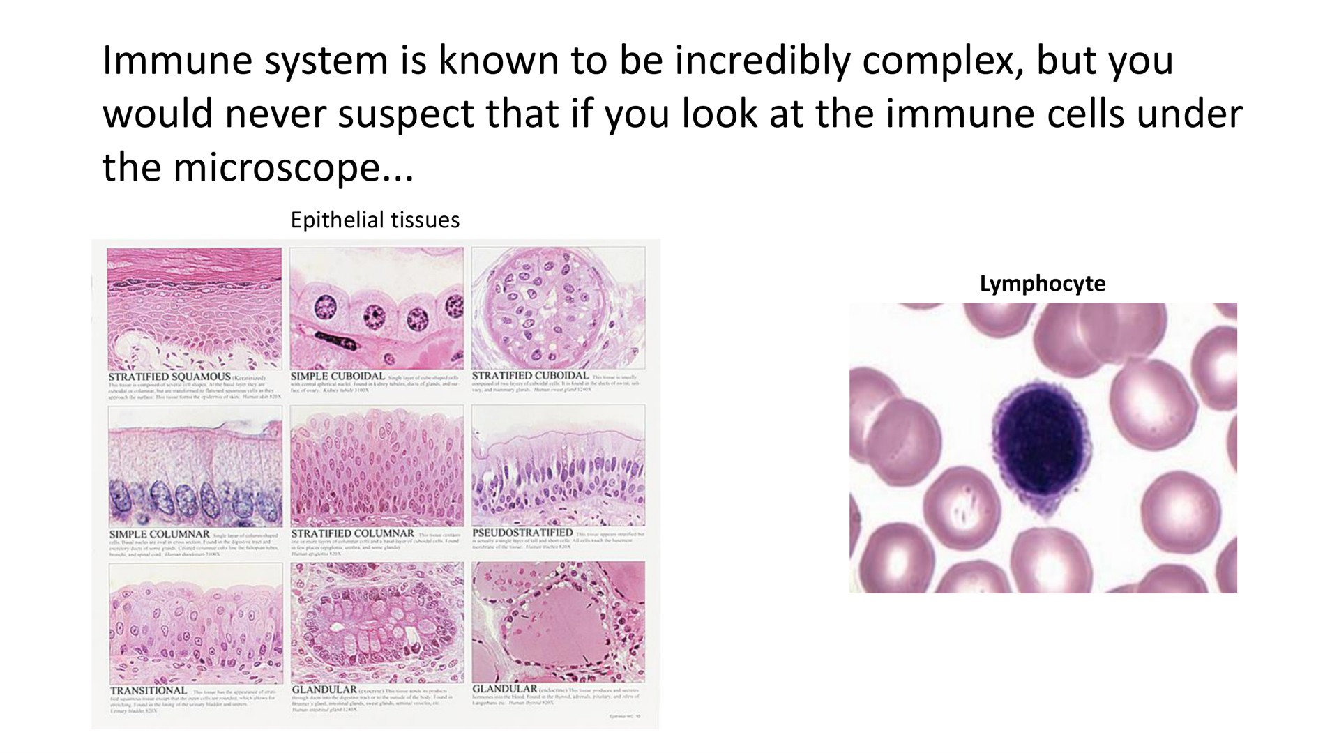 immune system is known to be incredibly complex but you would never suspect that if you look at the immune cells under the microscope | Cytek