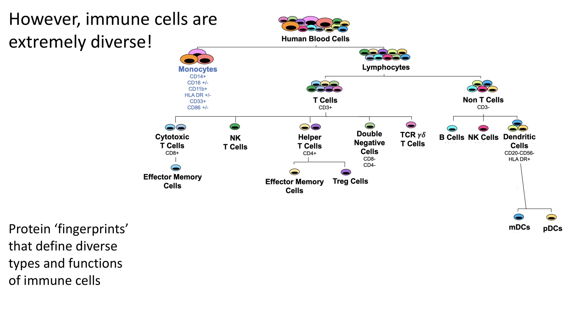 however immune cells are extremely diverse ces ear res | Cytek