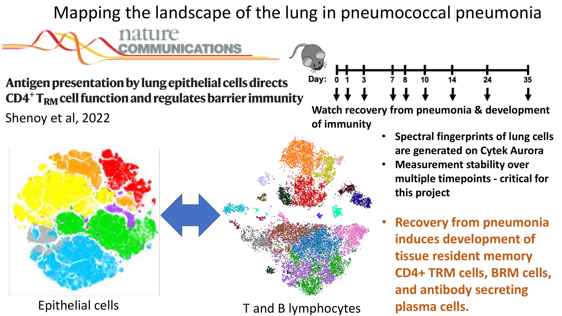 mapping the landscape of the lung in pneumococcal pneumonia nature antigen presentation by epithelial cell function and regulates barrier immunity i | Cytek