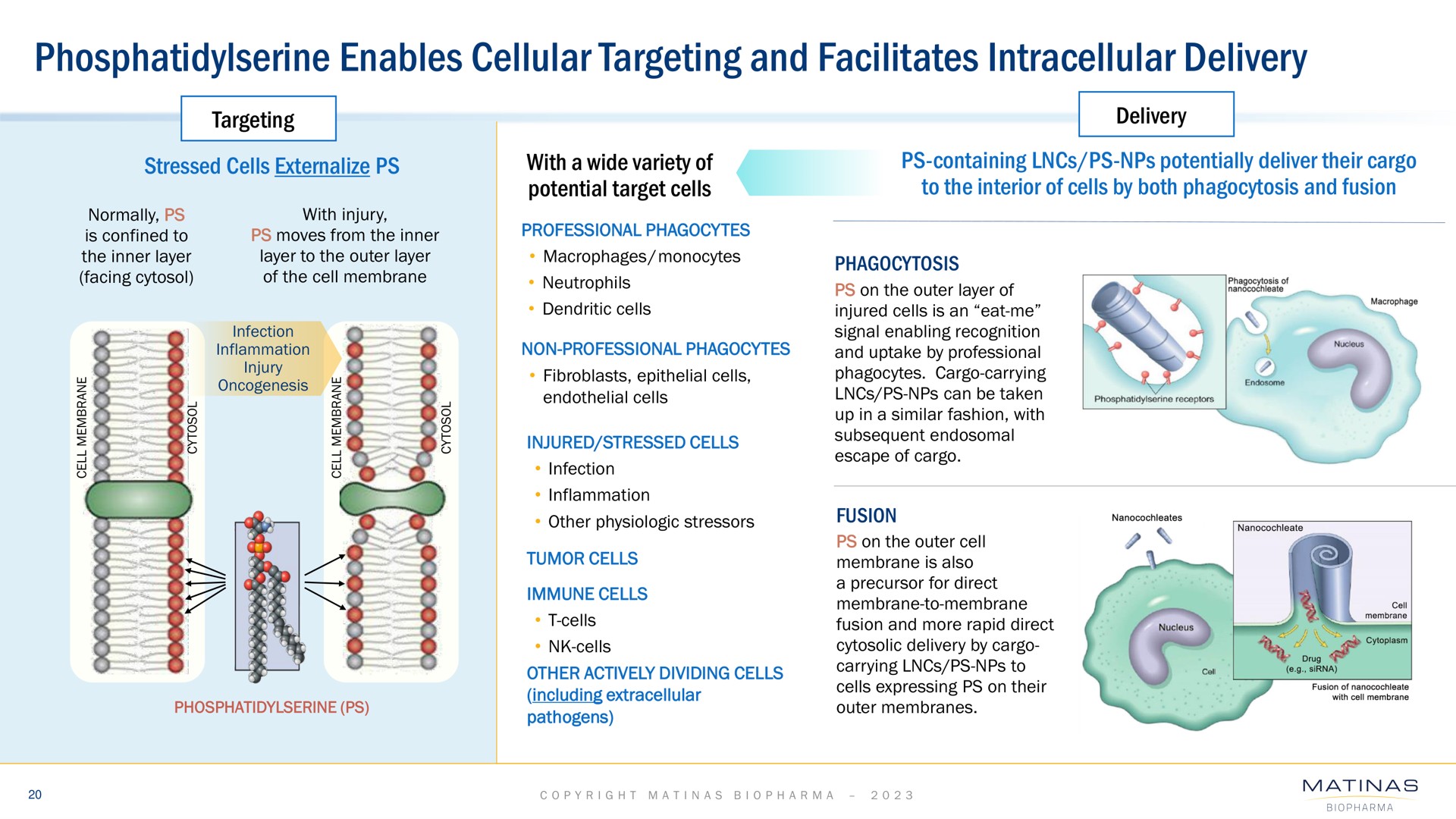 enables cellular targeting and facilitates intracellular delivery | Matinas BioPharma