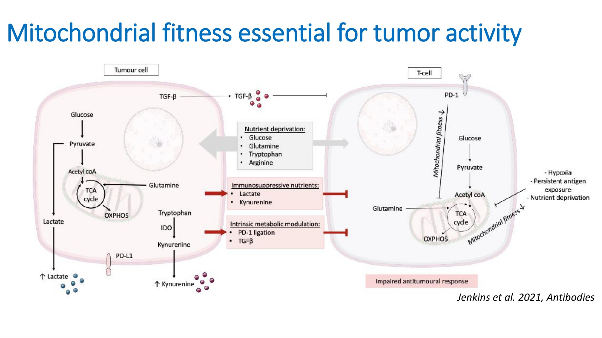 mitochondrial fitness essential for tumor activity | Mink Therapeutics