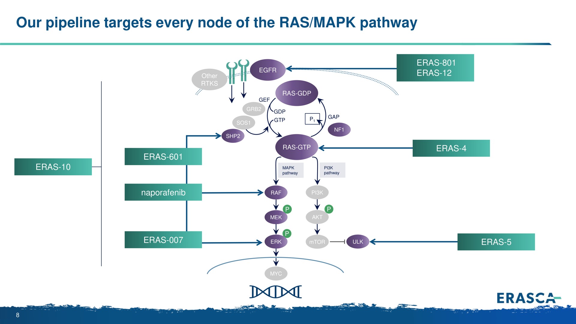 our pipeline targets every node of the ras pathway a one era | Erasca