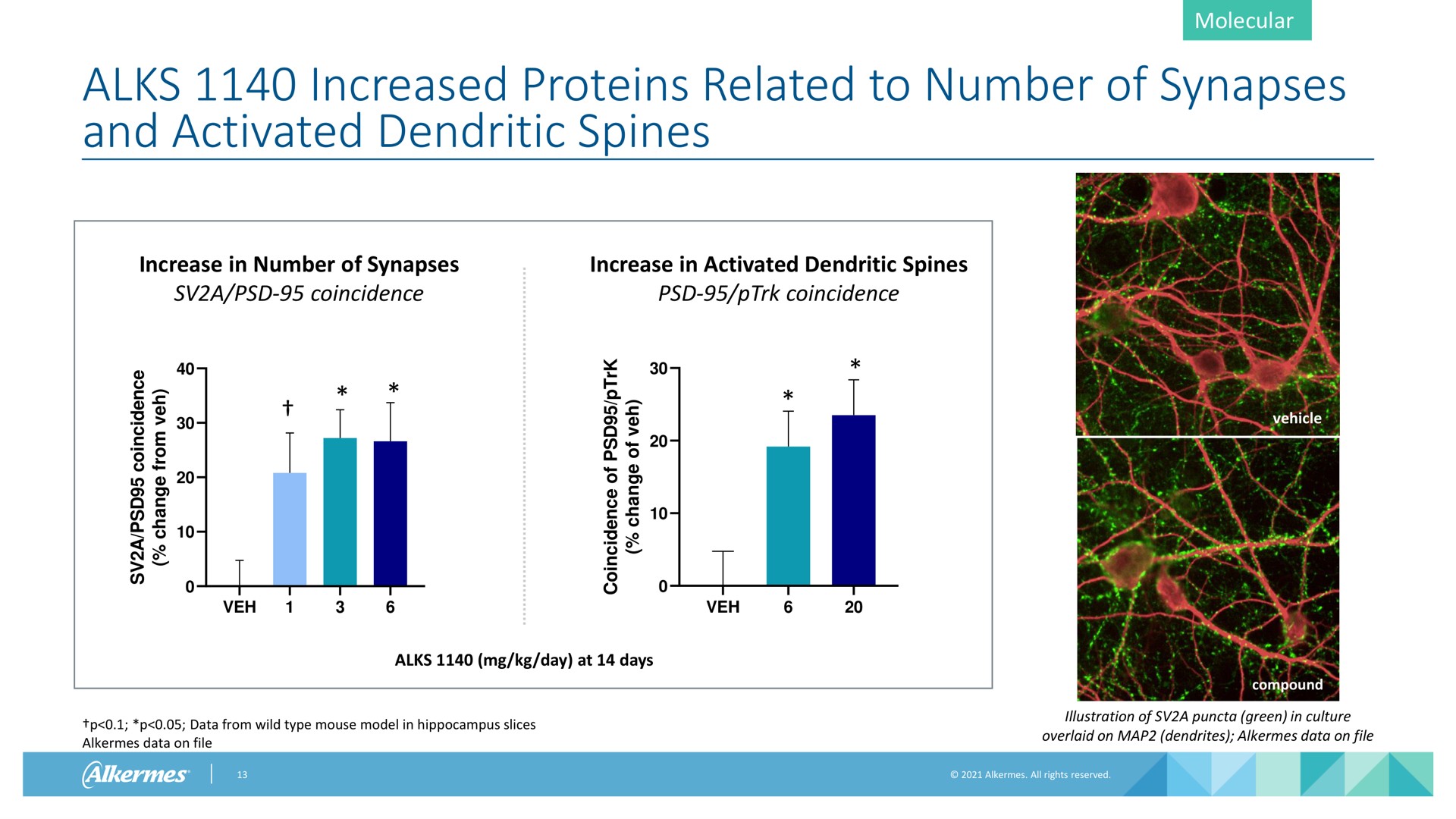increased proteins related to number of synapses and activated dendritic spines molecular increase in number of synapses a coincidence increase in activated dendritic spines coincidence vehicle day at days data from wild type mouse model in hippocampus slices alkermes data on file compound illustration of a green in culture overlaid on map dendrites alkermes data on file i as a | Alkermes