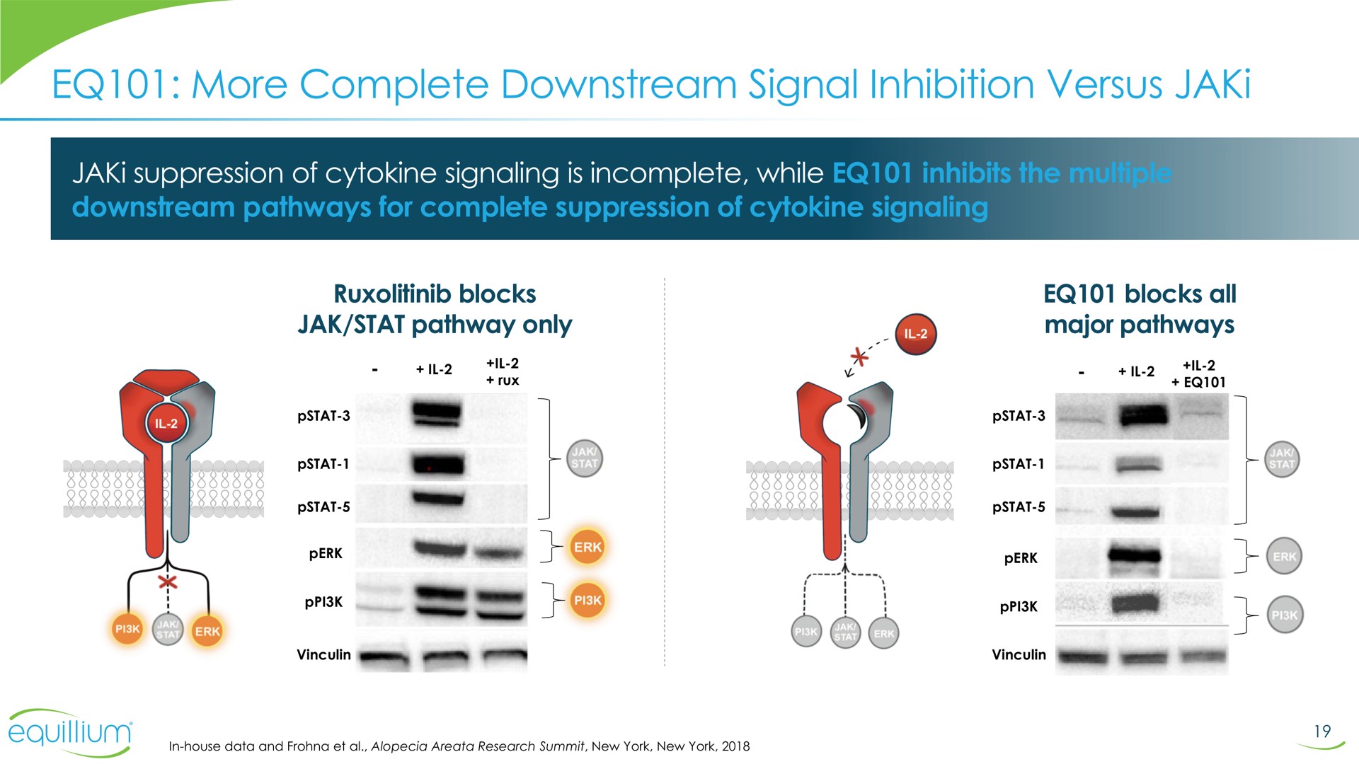 more complete downstream signal inhibition versus a a | Equillium