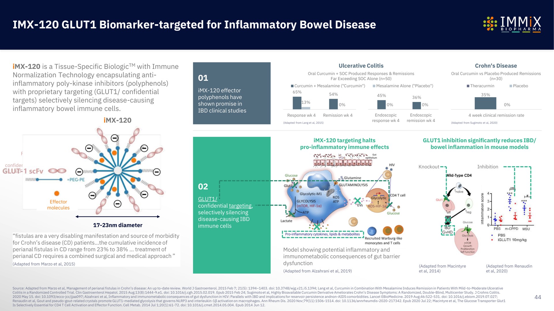 glut targeted for inflammatory bowel disease a | Immix Biopharma