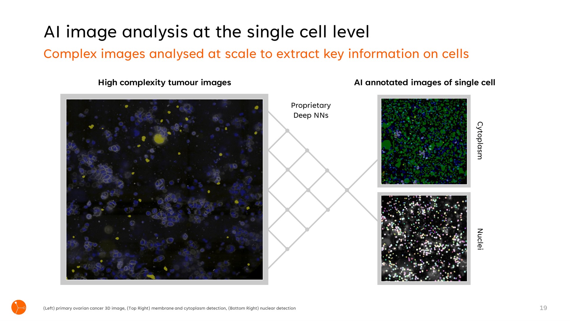 image analysis at the single cell level | Exscientia