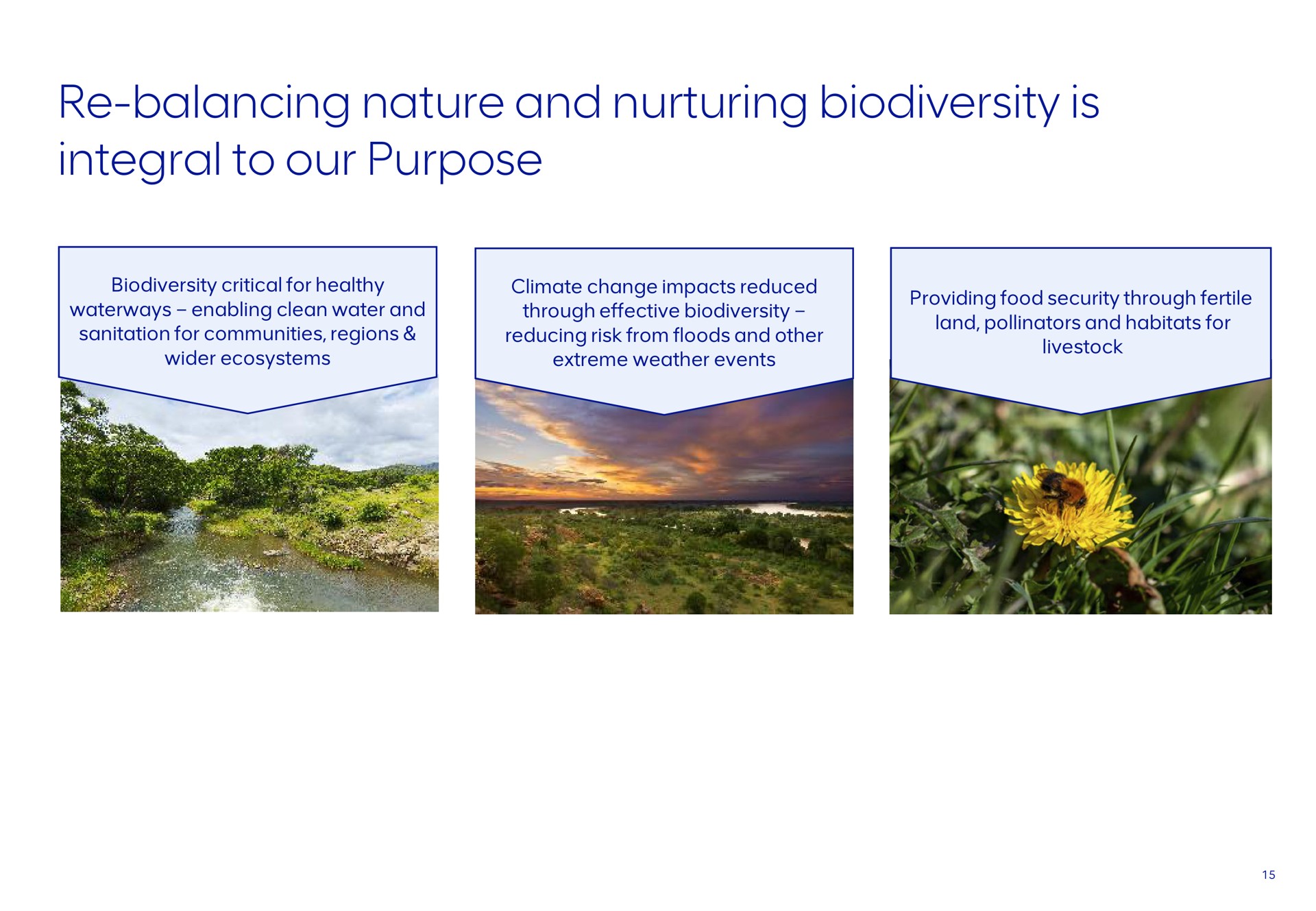 balancing nature and nurturing is integral to our purpose | AngloAmerican