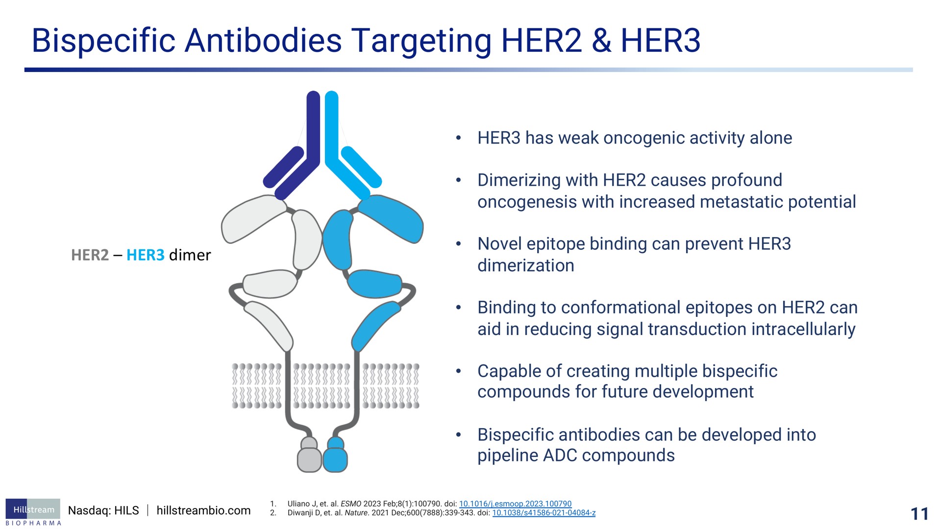 antibodies targeting her her | Hillstream BioPharma