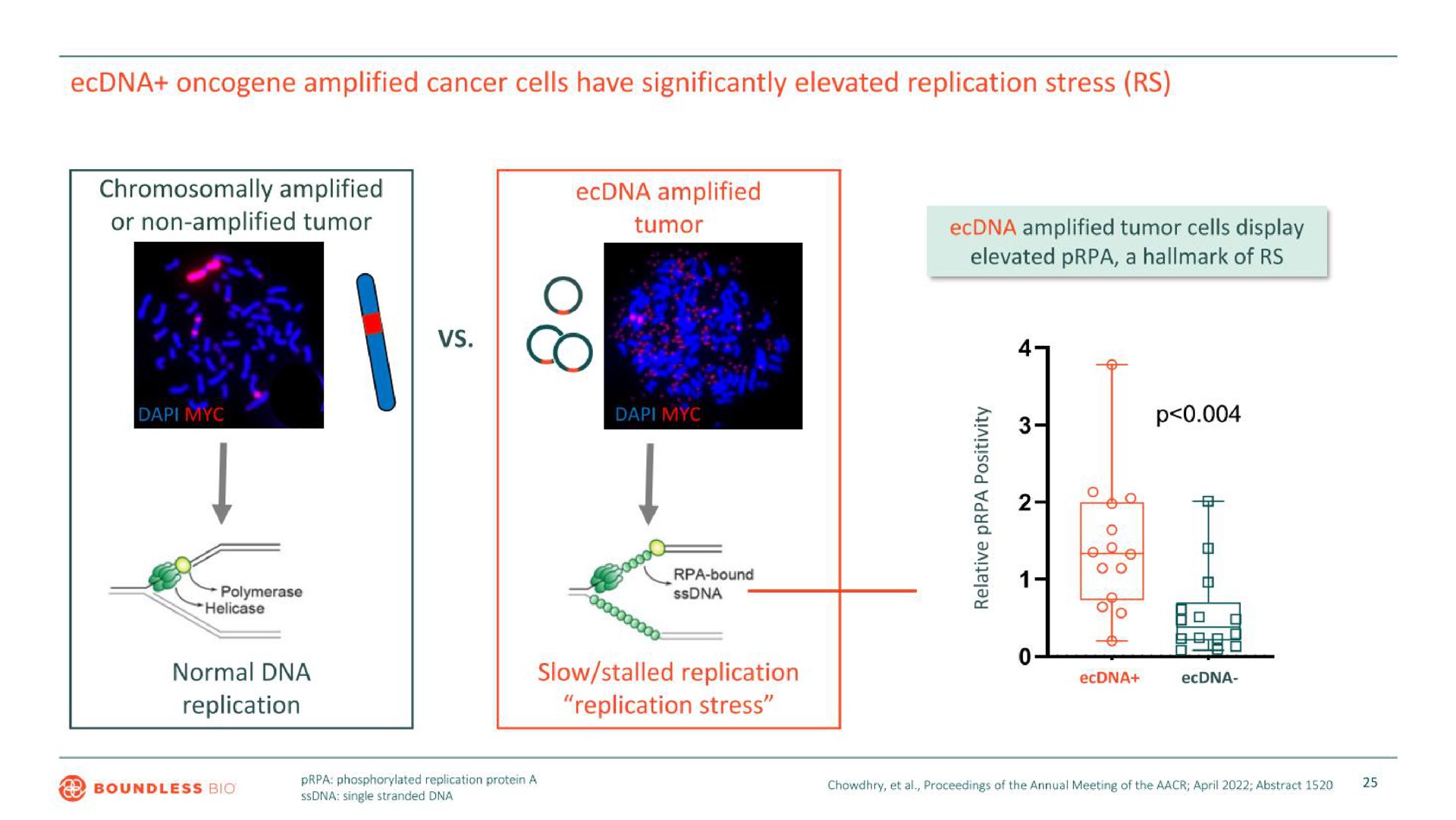 amplified cancer cells have significantly elevated replication stress amplified amplified a | Boundless Bio