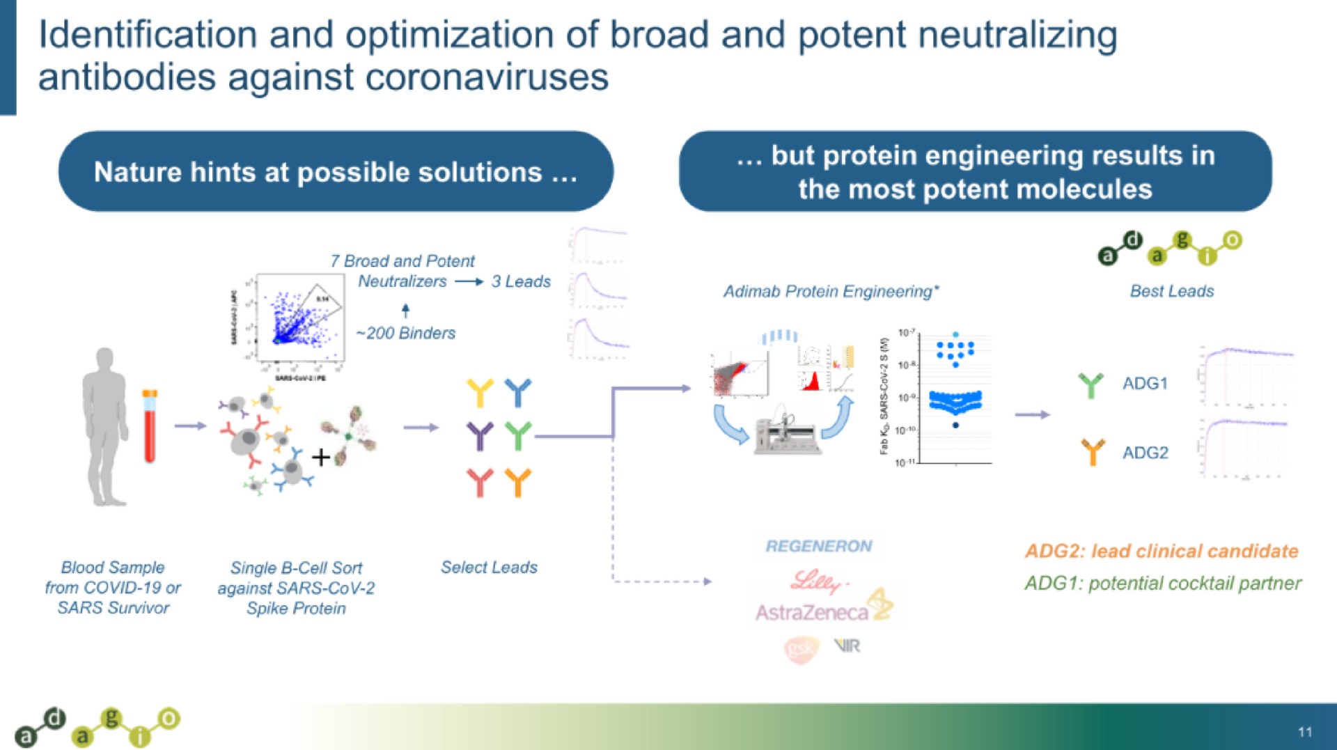 identification and optimization of broad and potent neutralizing antibodies against at an ave | Adagio Therapeutics