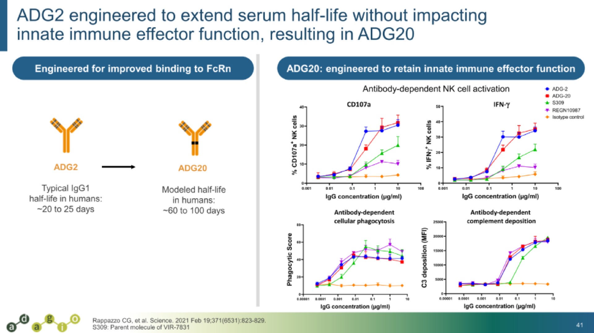 engineered to extend serum half life without impacting innate immune effector function resulting in i | Adagio Therapeutics
