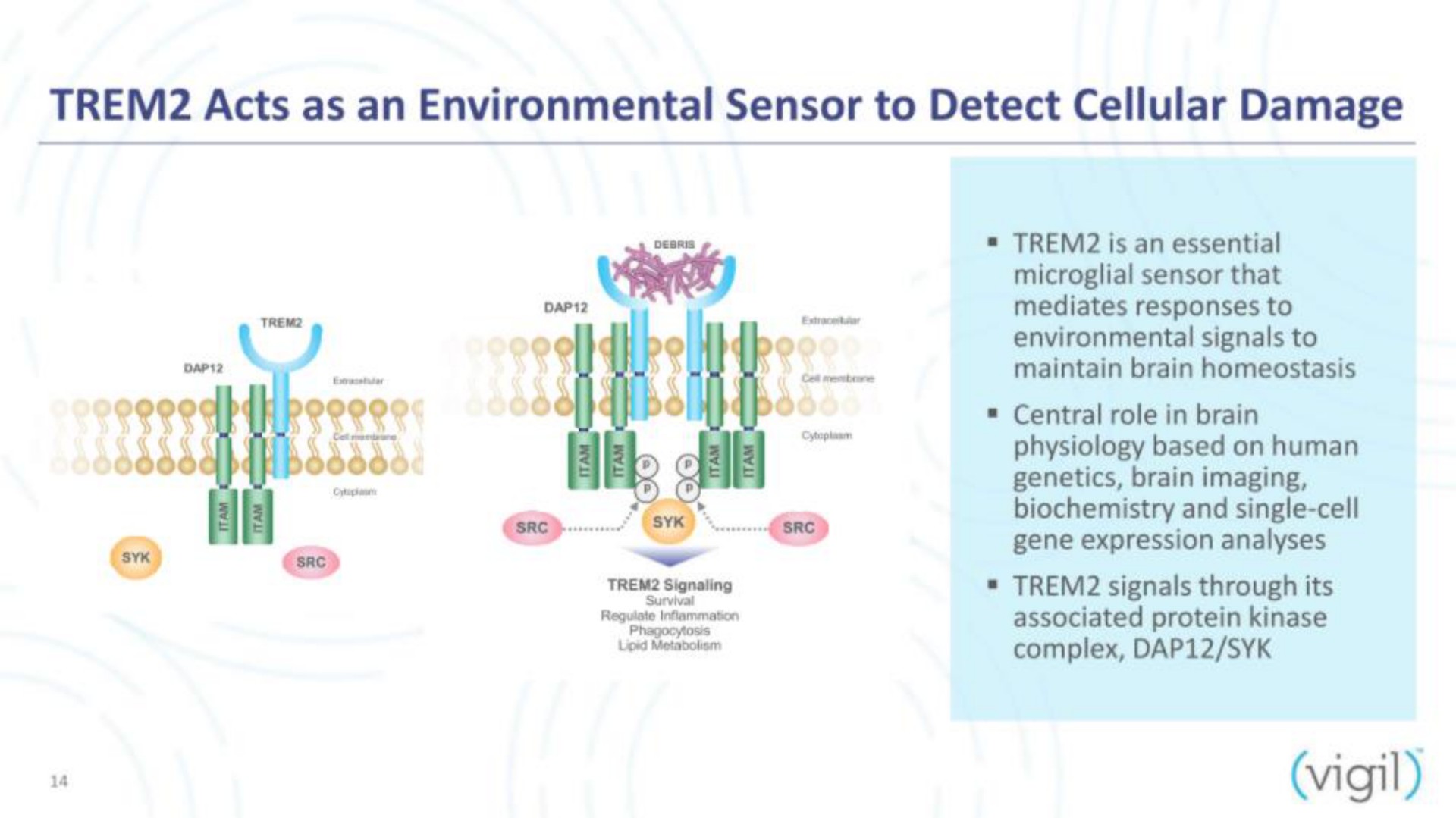 acts as an environmental sensor to detect cellular damage vigil | Vigil Neuroscience