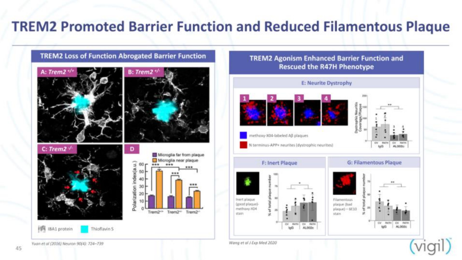 promoted barrier function and reduced filamentous plaque vigil | Vigil Neuroscience