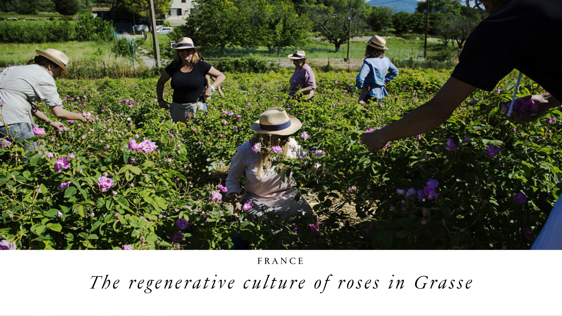 the regenerative culture of roses in | LVMH