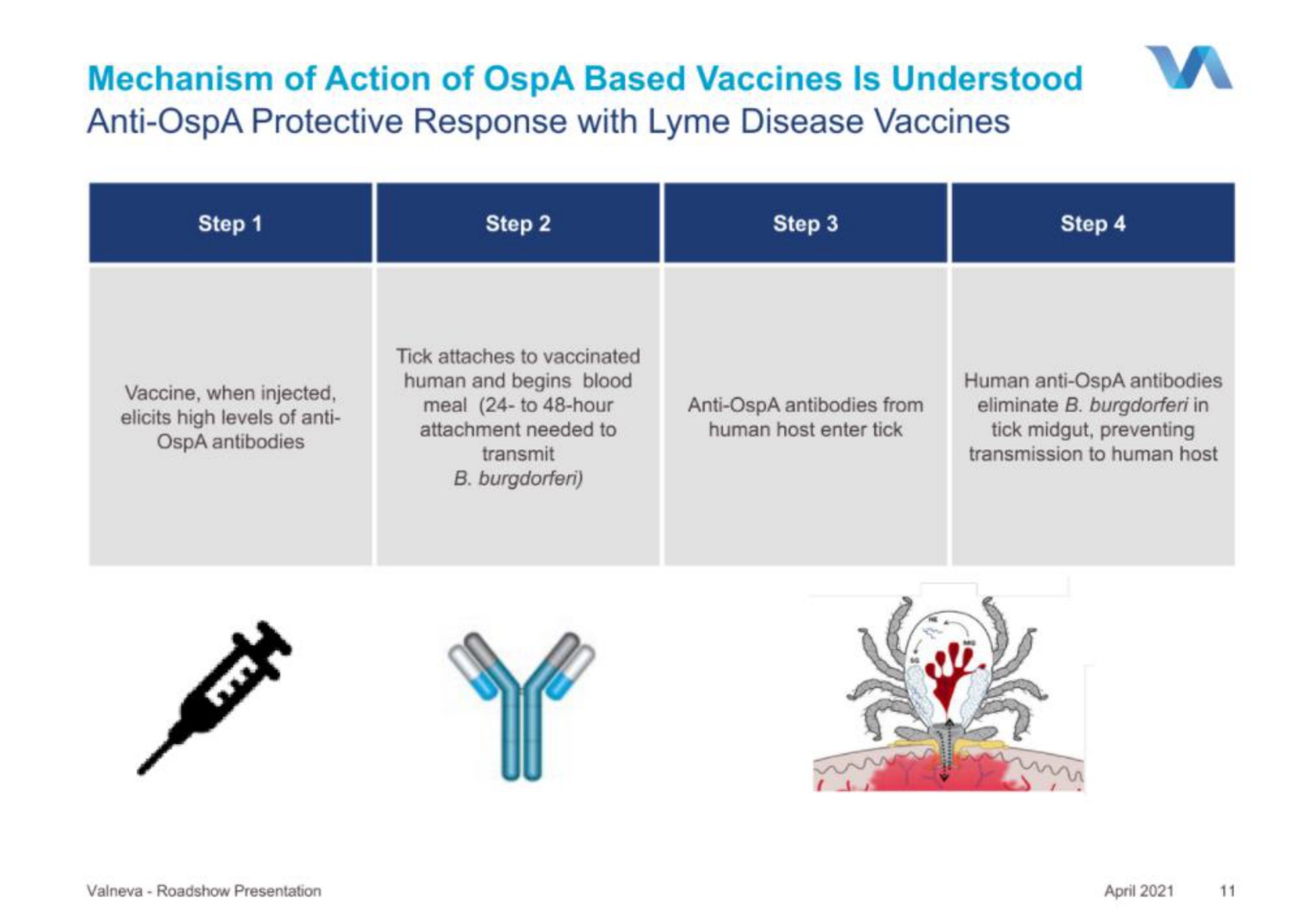 mechanism of action of based vaccines is understood anti protective response with disease vaccines | Valneva