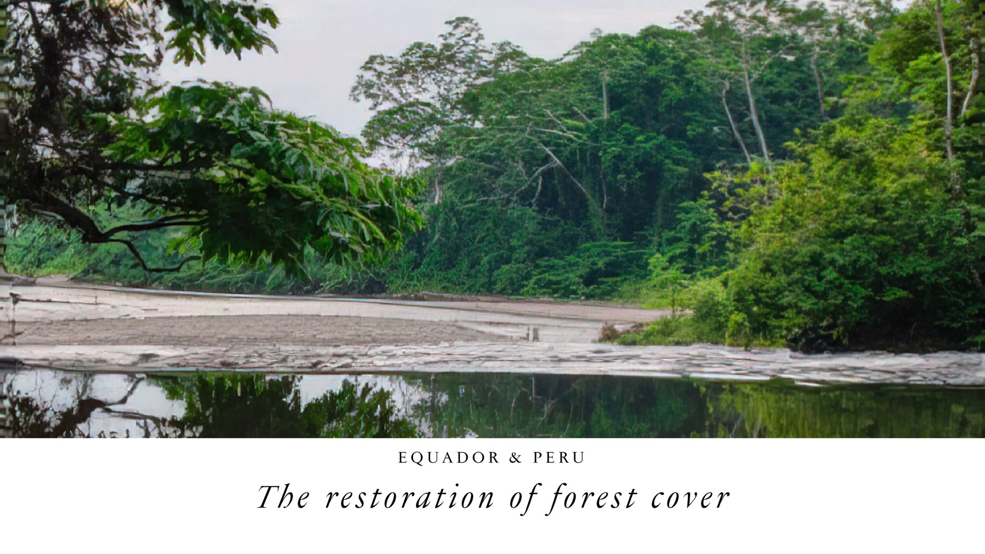 the restoration of forest cover | LVMH