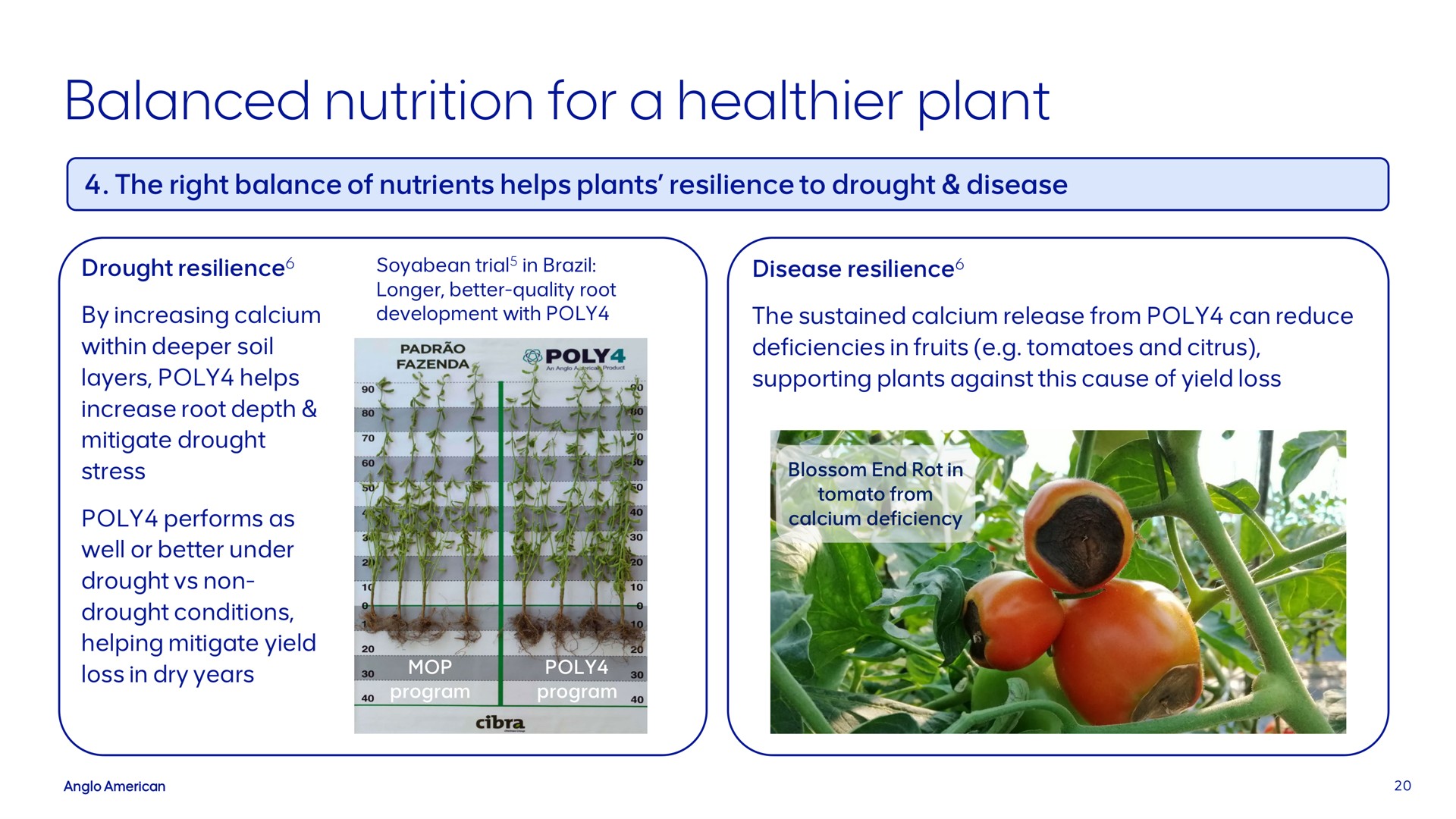 balanced nutrition for a plant | AngloAmerican