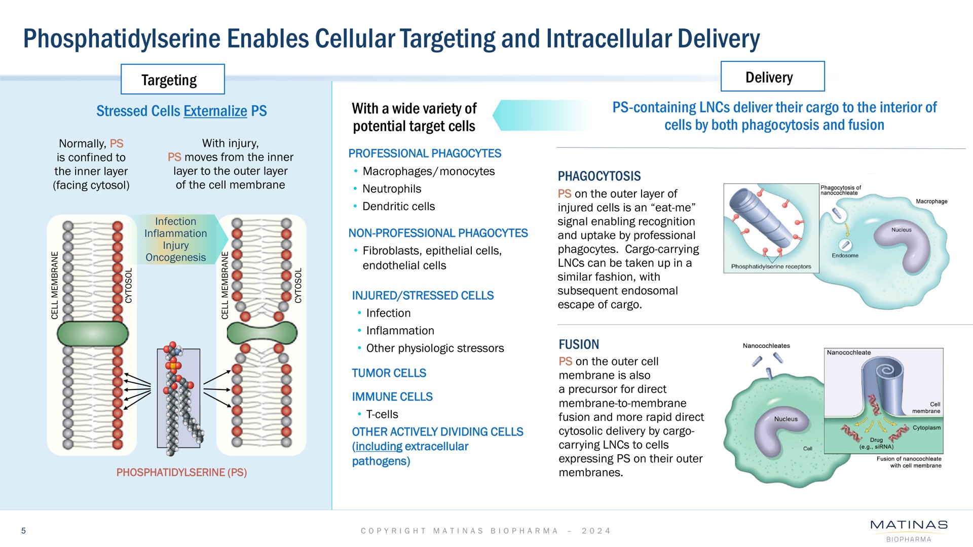 enables cellular targeting and intracellular delivery | Matinas BioPharma