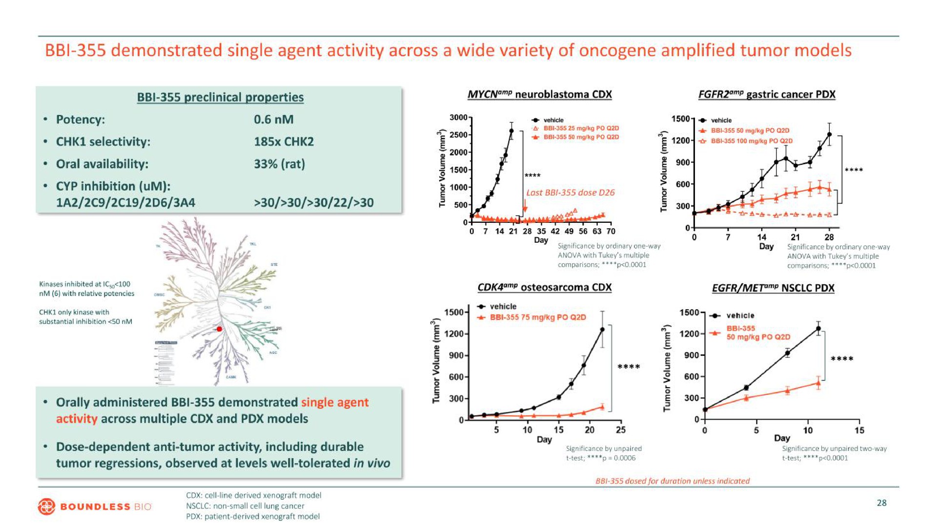 demonstrated single agent activity across a wide variety of amplified tumor models | Boundless Bio