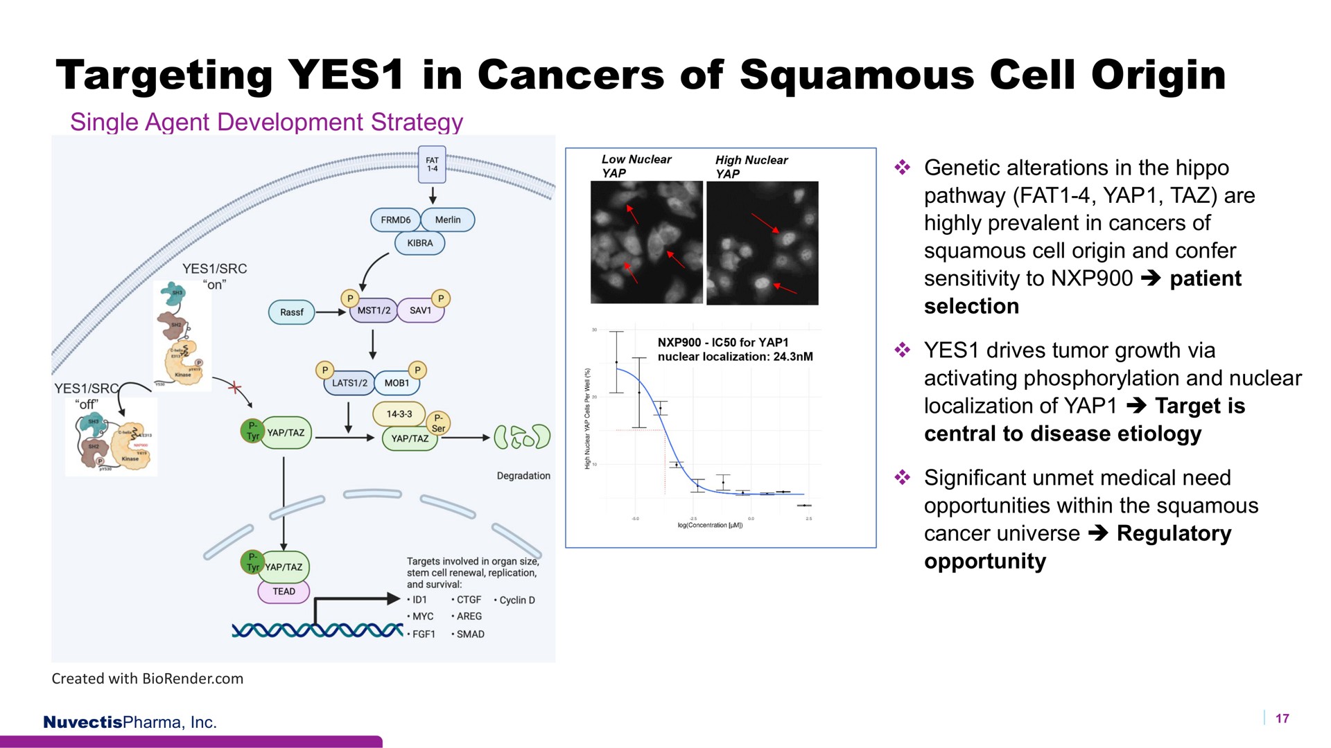 targeting yes in cancers of squamous cell origin soy | Nuvectis Pharma