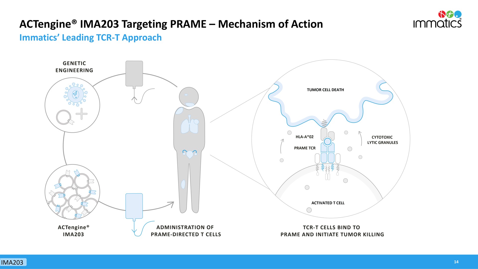 targeting mechanism of action | Immatics