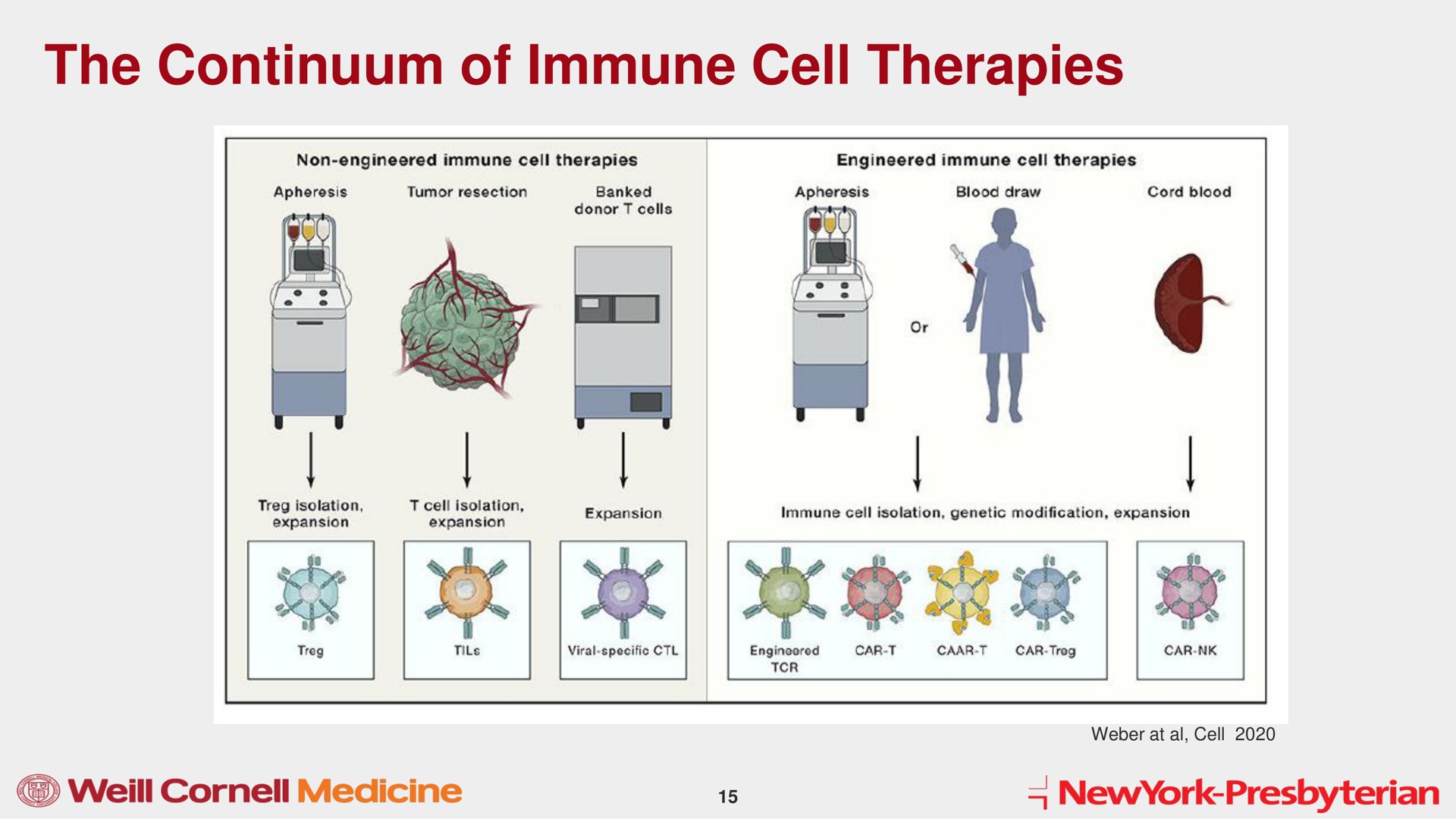 the continuum of immune cell therapies | Mink Therapeutics