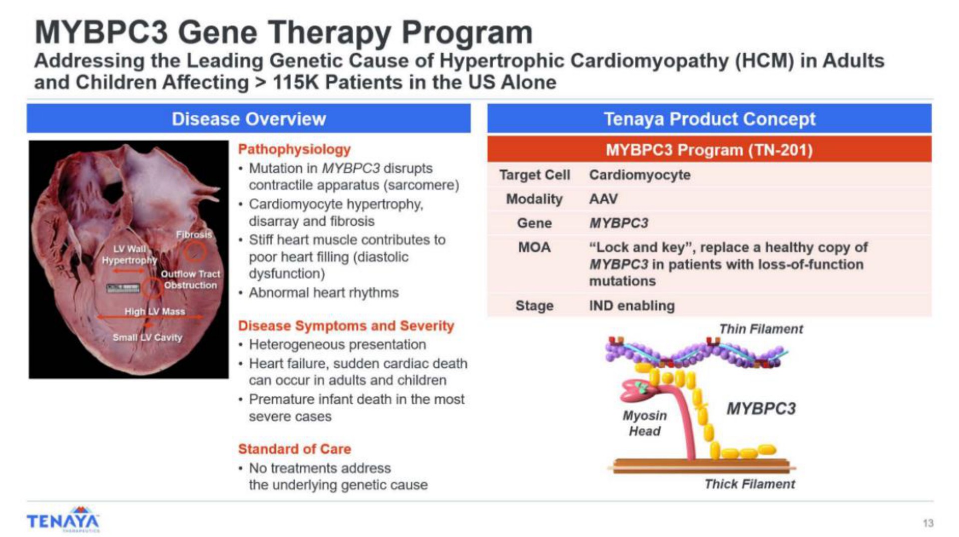 gene therapy program | Tenaya Therapeutics