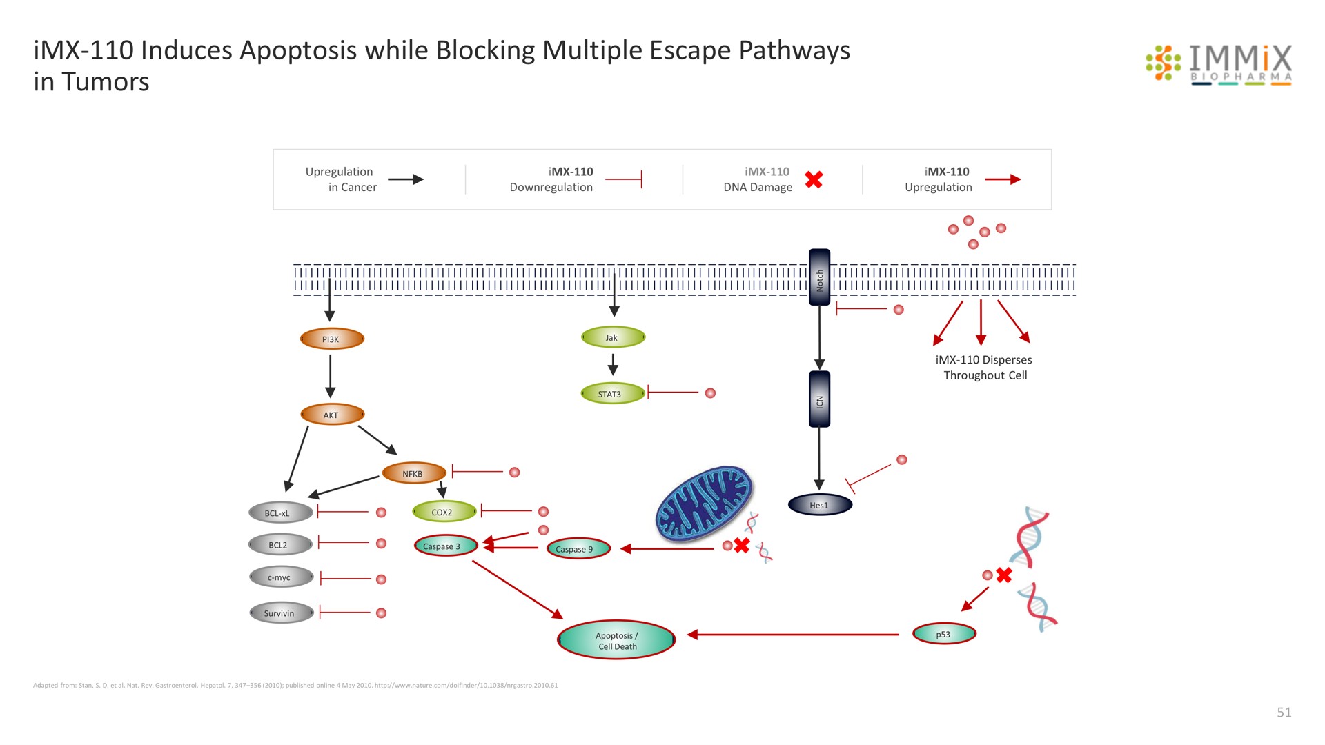 induces while blocking multiple escape pathways in tumors immix a | Immix Biopharma