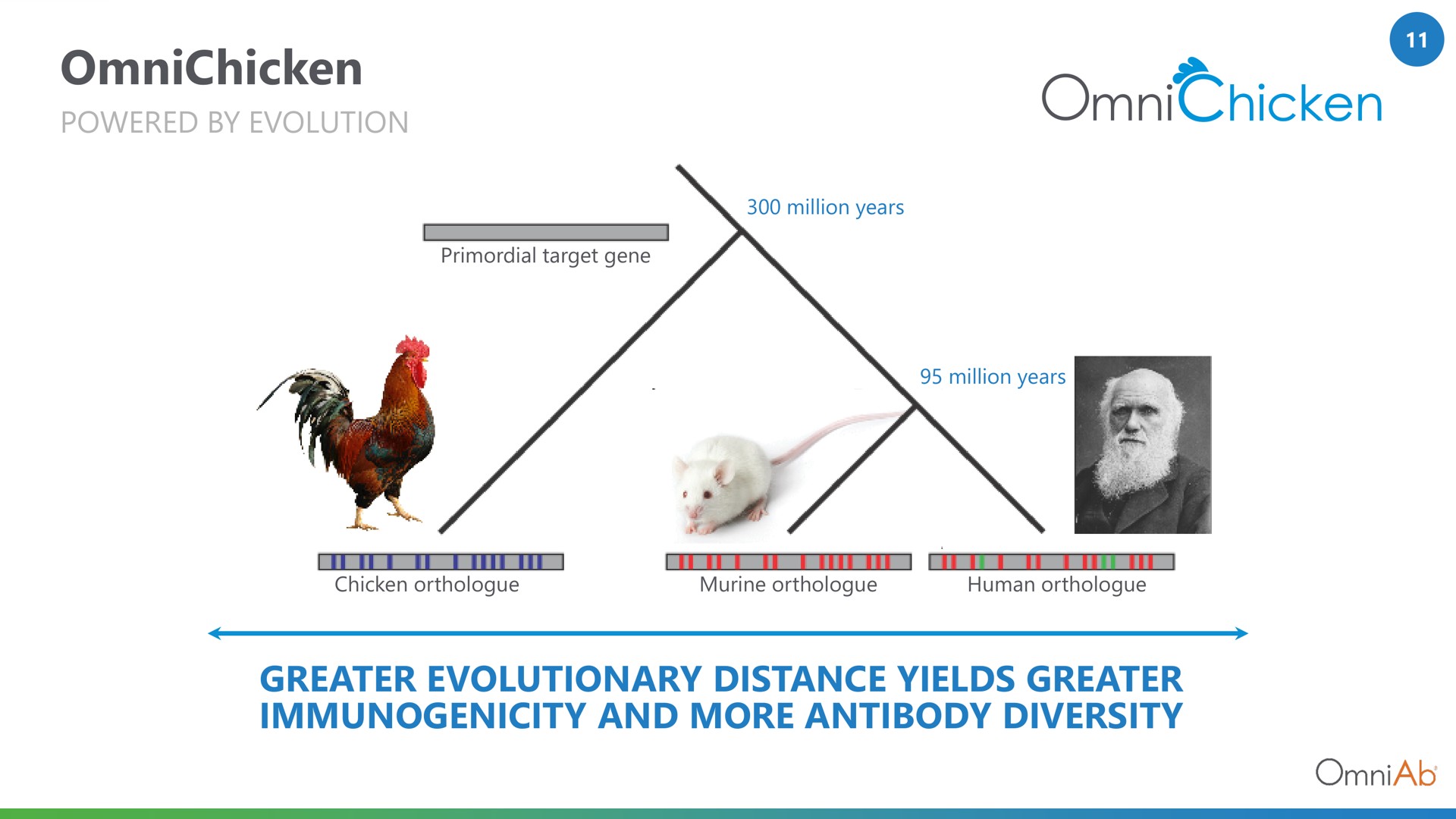 greater evolutionary distance yields greater immunogenicity and more antibody diversity | OmniAb