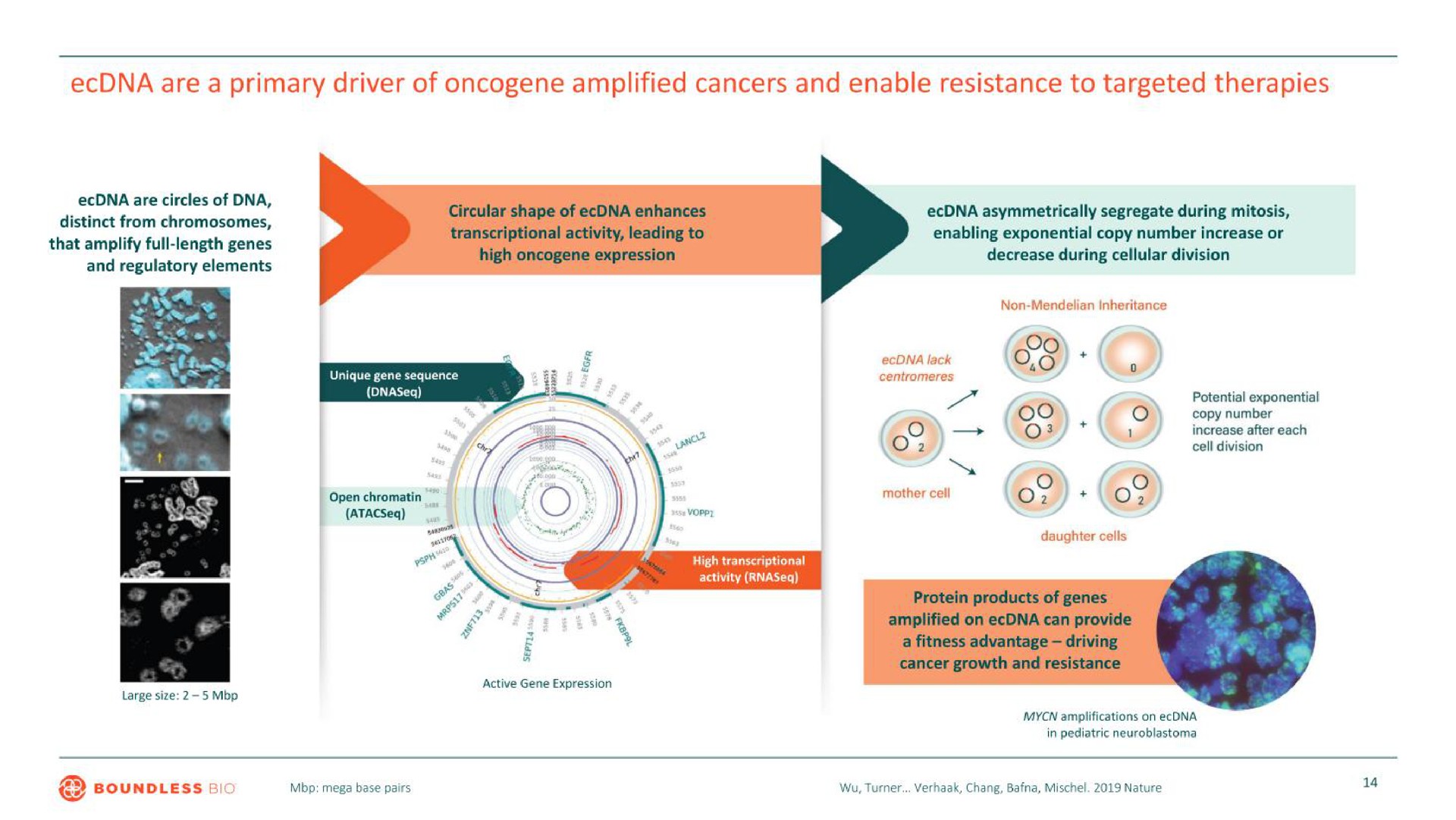 are a primary driver of amplified cancers and enable resistance to targeted therapies | Boundless Bio