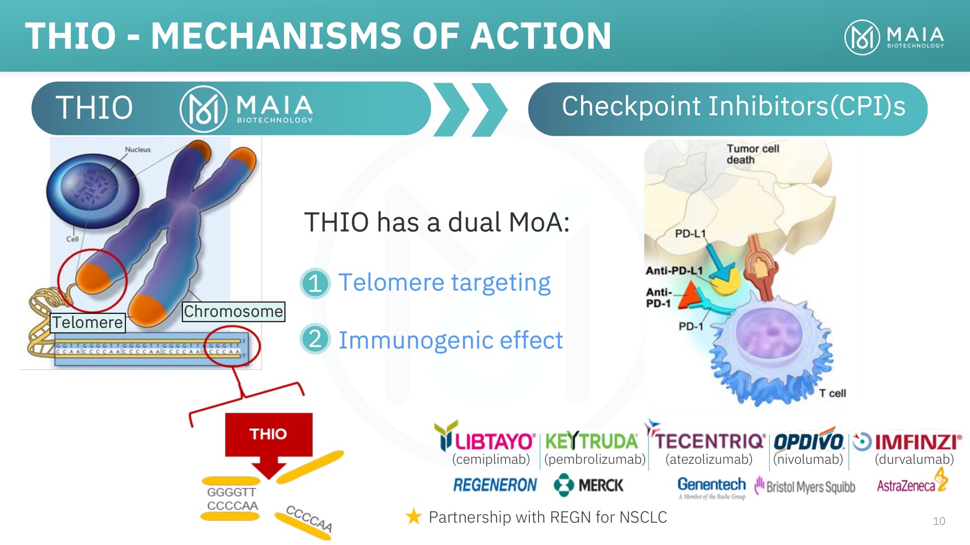 thio mechanisms of action thio targeting sec immunogenic effect | MAIA Biotechnology