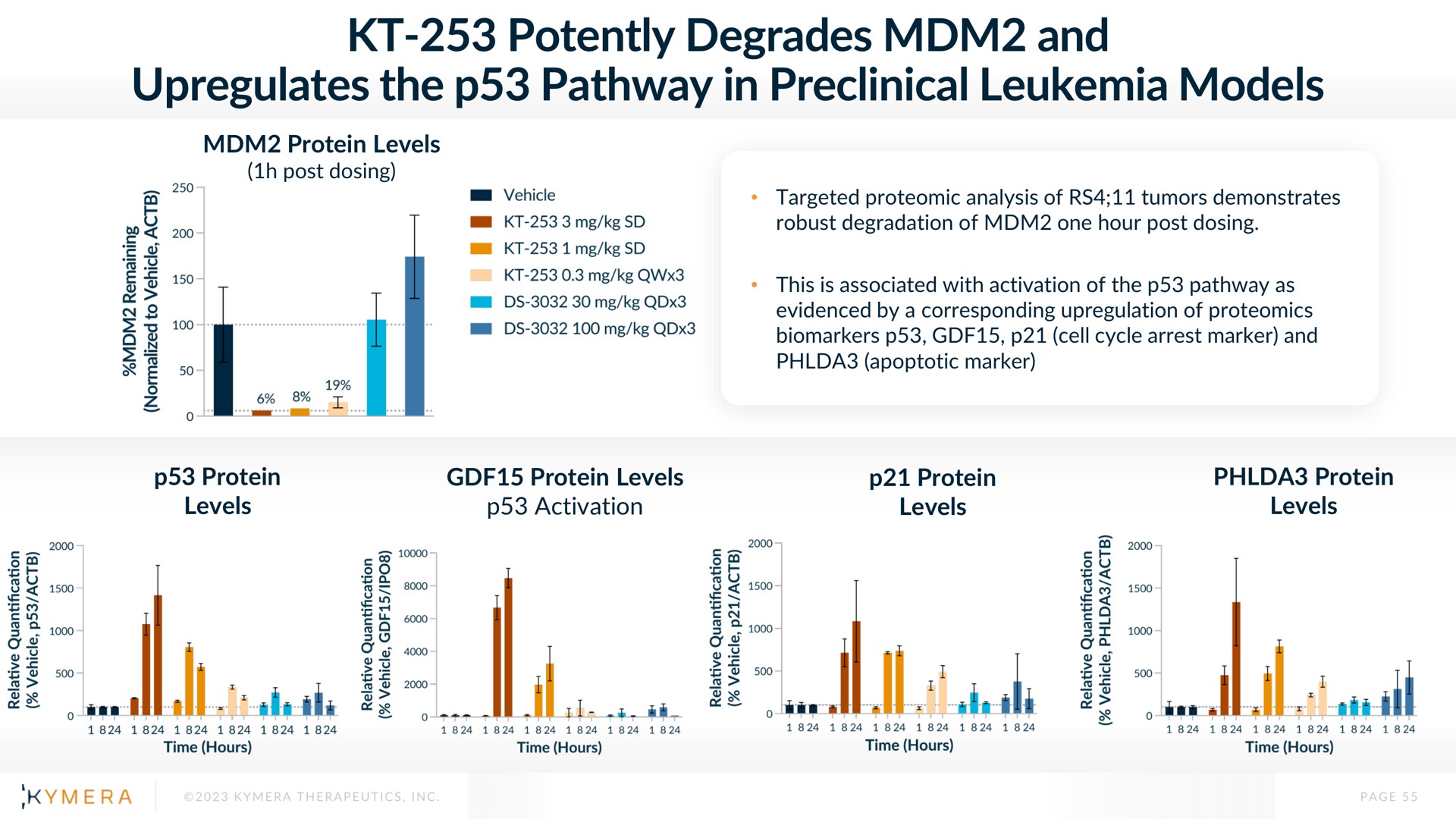 potently degrades and the pathway in preclinical leukemia models tates a sell smell | Kymera