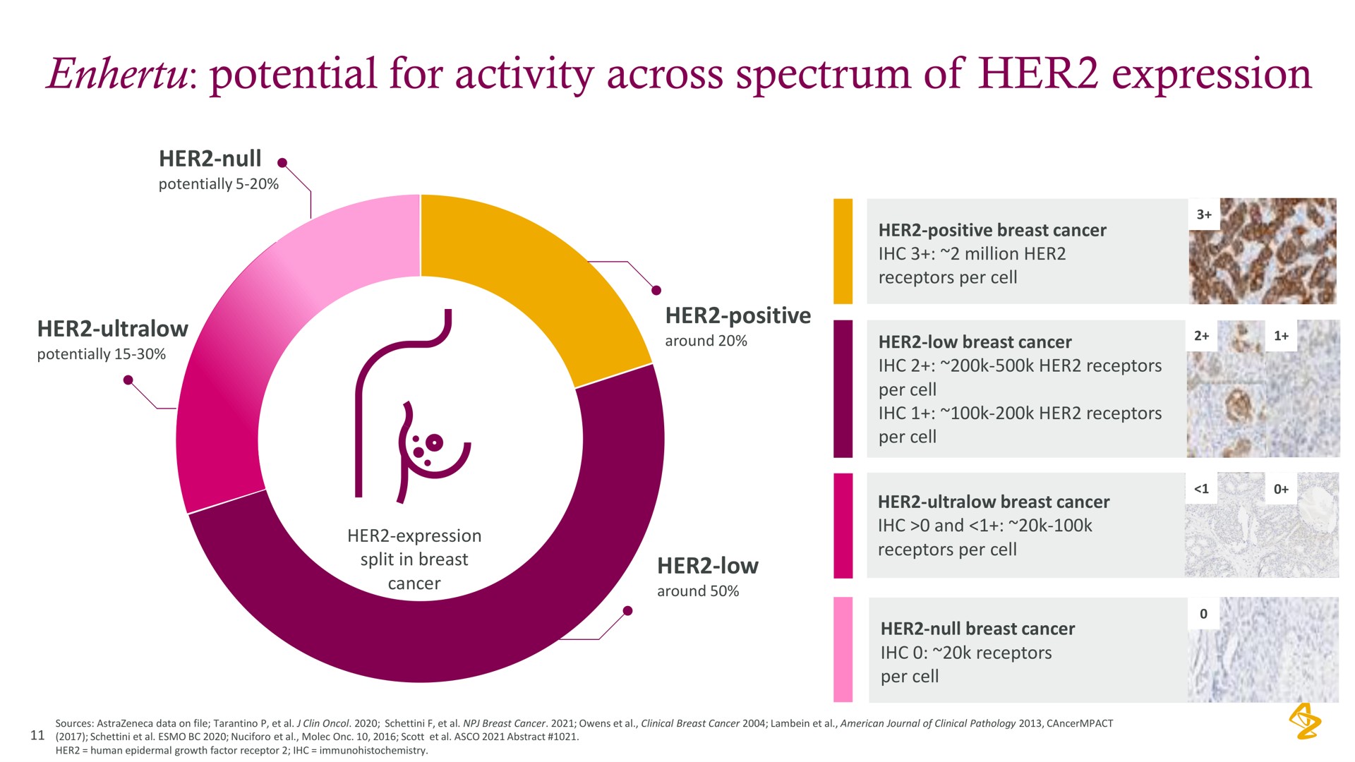 potential for activity across spectrum of her expression | AstraZeneca
