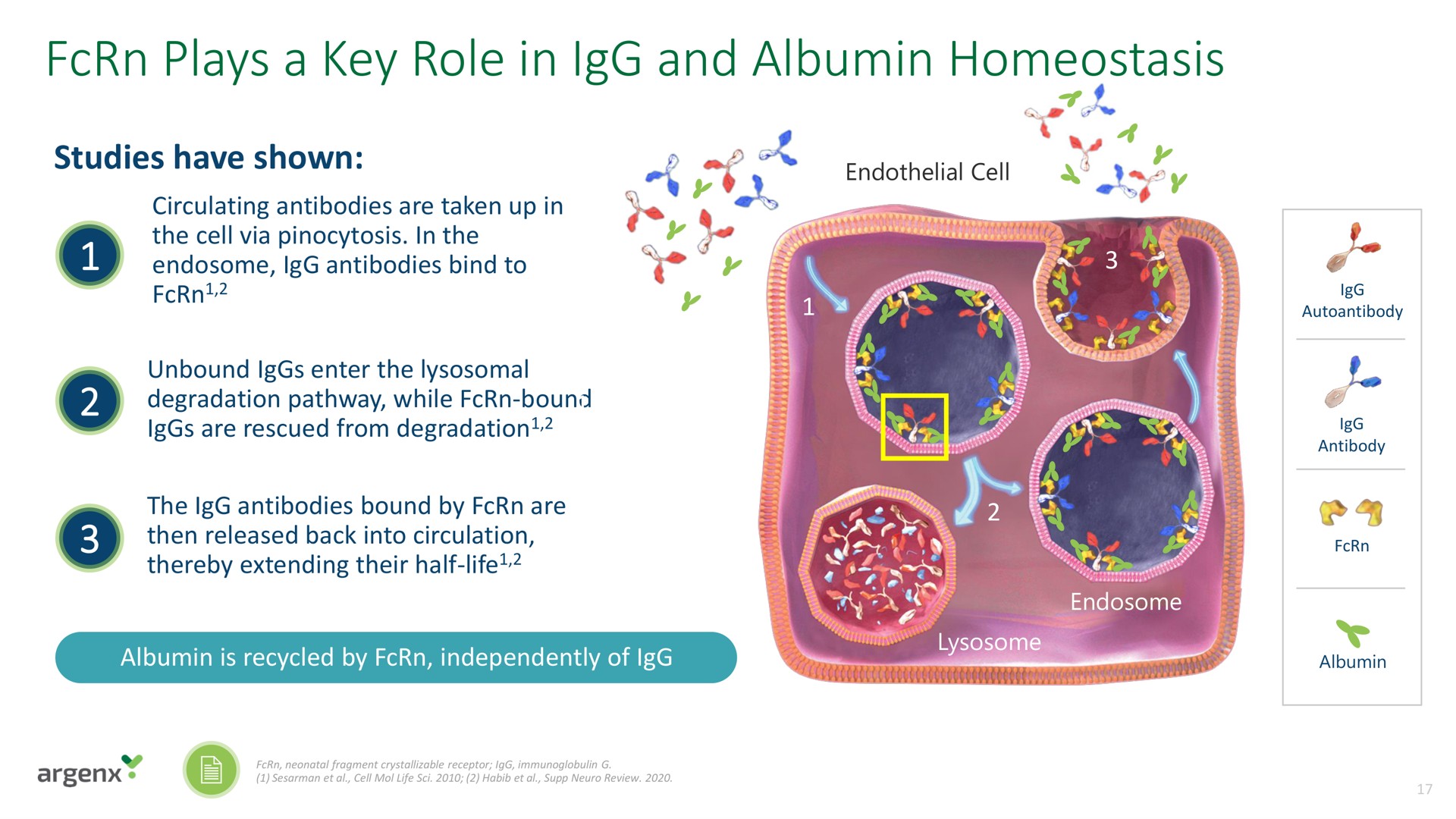 plays a key role in and albumin homeostasis | argenx SE
