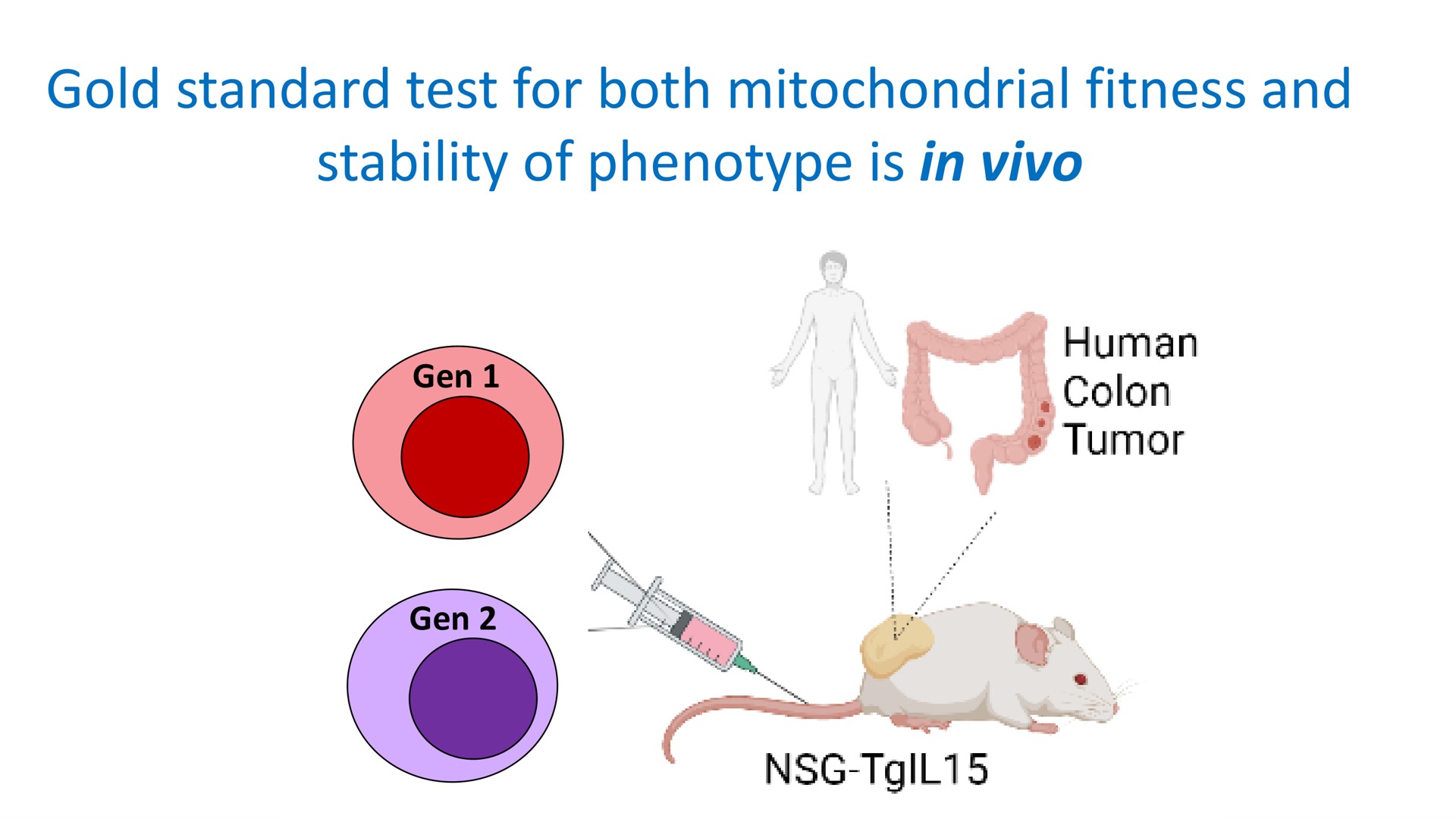 gold standard test for both mitochondrial fitness and stability of phenotype is in colon | Mink Therapeutics