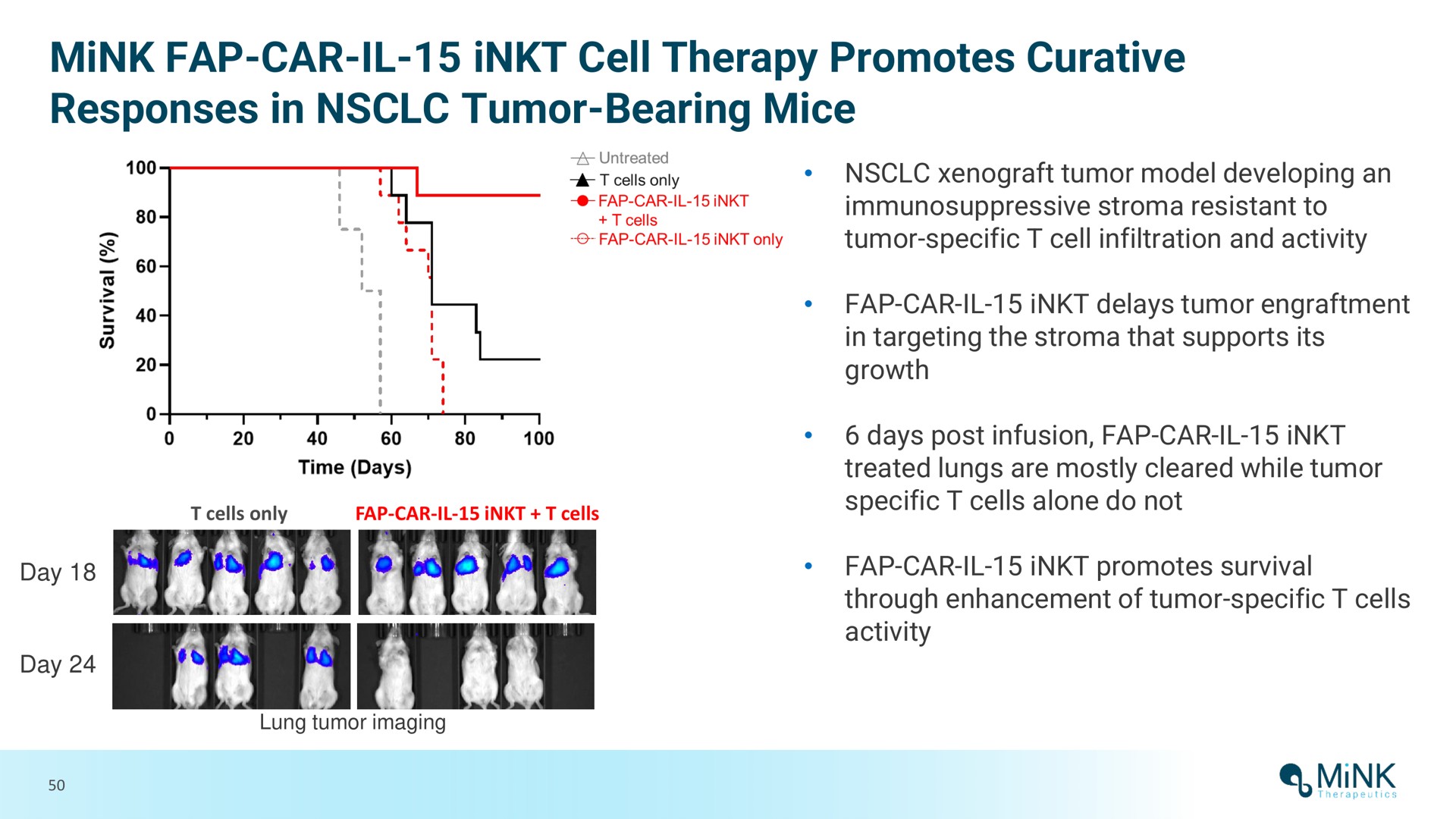 mink car cell therapy promotes curative responses in tumor bearing mice | Mink Therapeutics