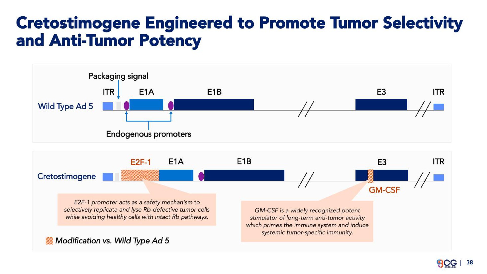 engineered to promote tumor selectivity and anti tumor potency wild type | CG Oncology