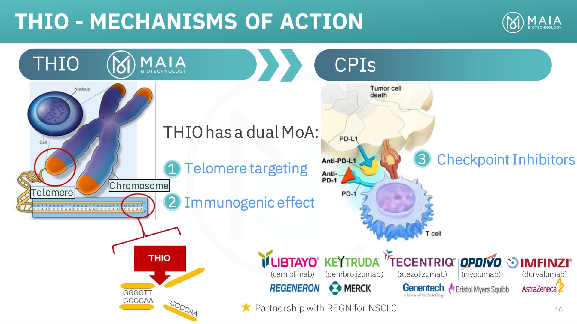 thio mechanisms of action thio gold dual immunogenic effect | MAIA Biotechnology