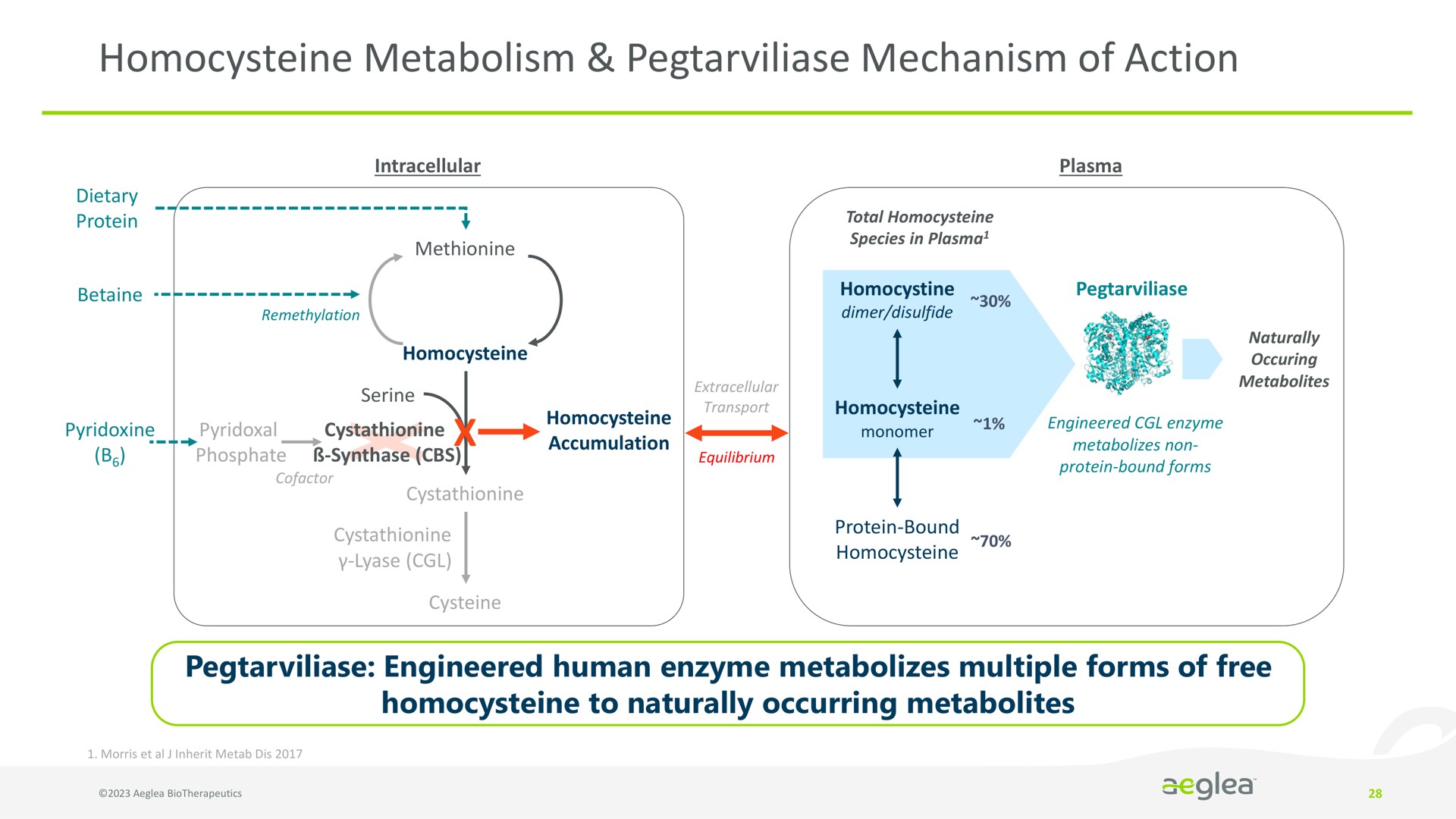 metabolism mechanism of action | Aeglea BioTherapeutics