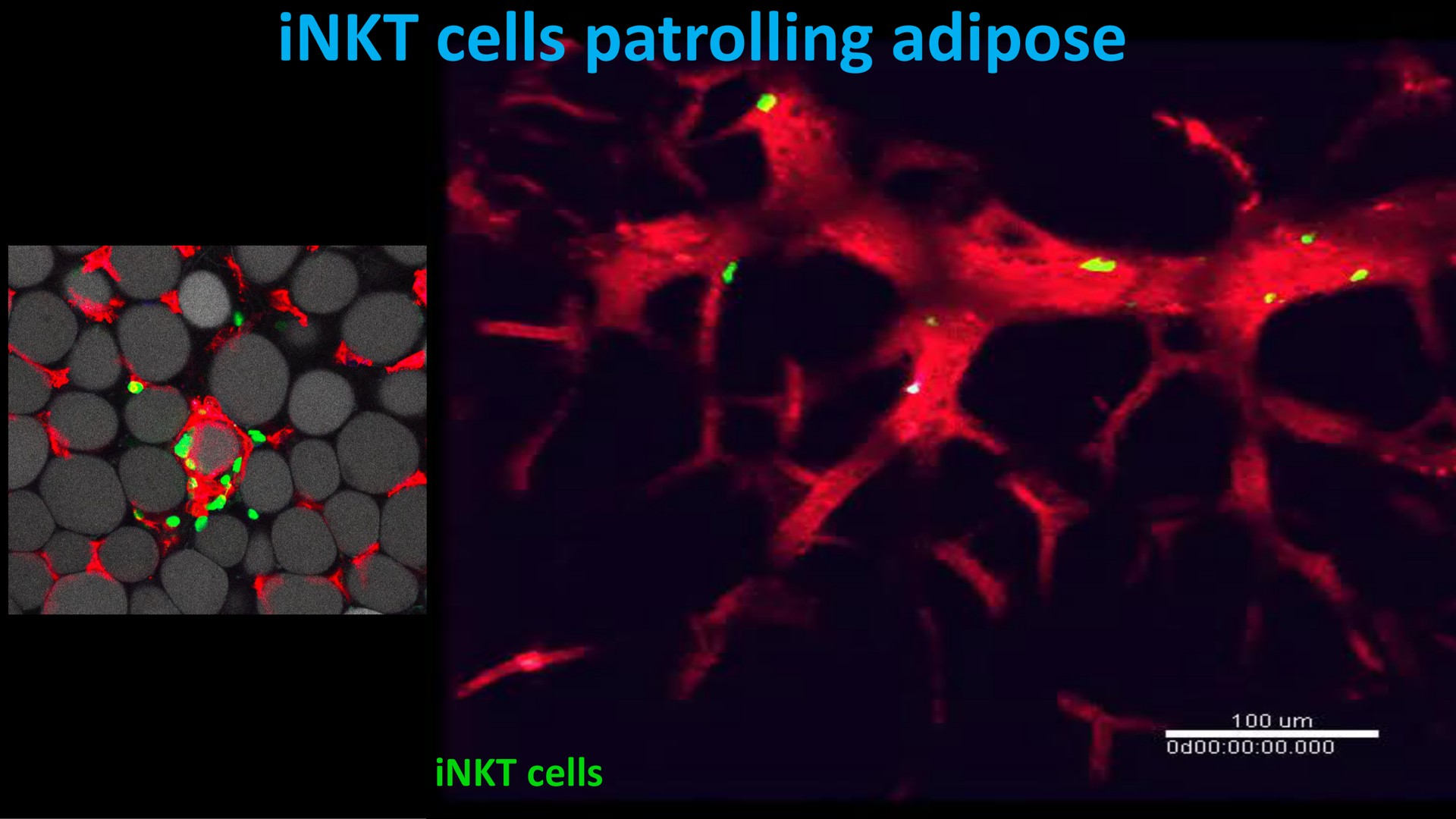 cells patrolling adipose cells | Mink Therapeutics