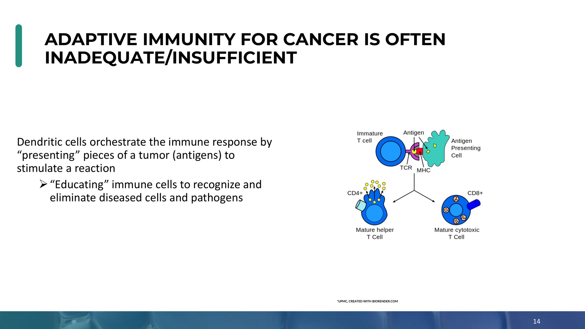 adaptive immunity for cancer is often inadequate insufficient | Enochian Biosciences