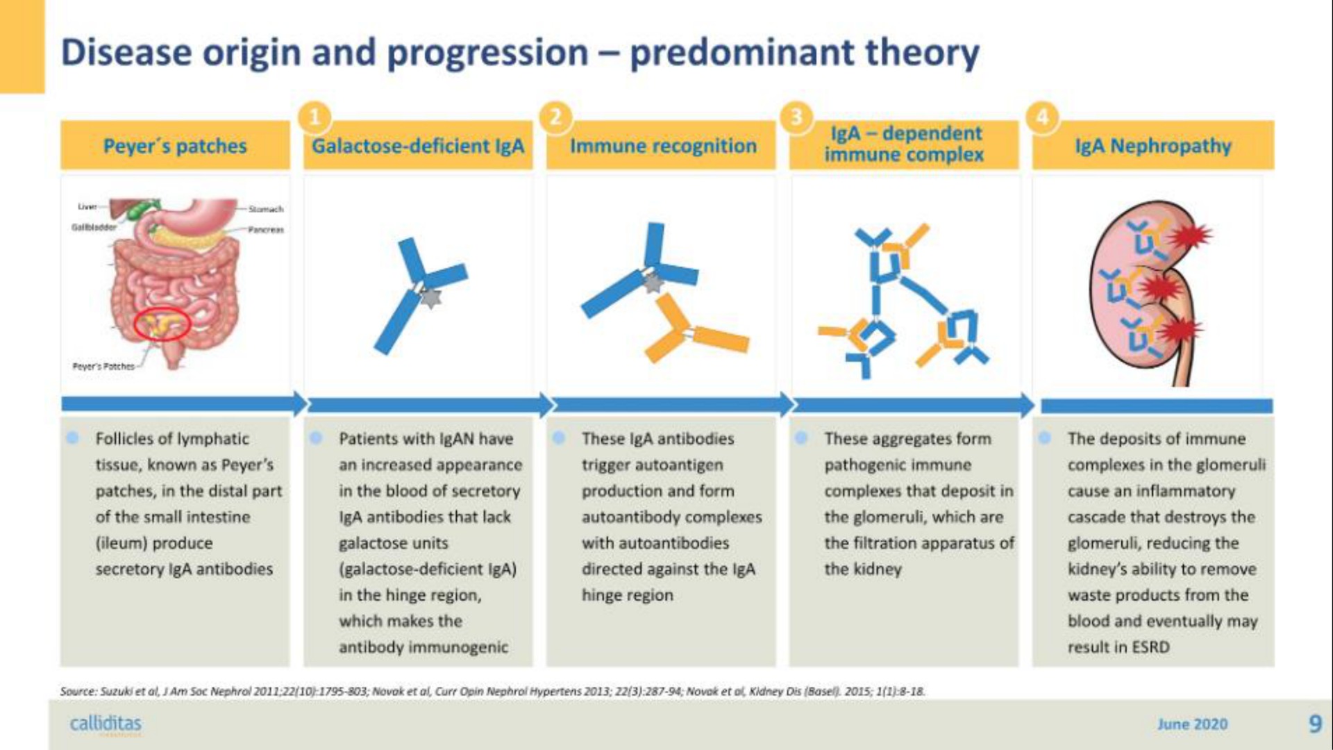 disease origin and progression predominant theory patches galactose deficient immune recognition a | Calliditas Therapeutics
