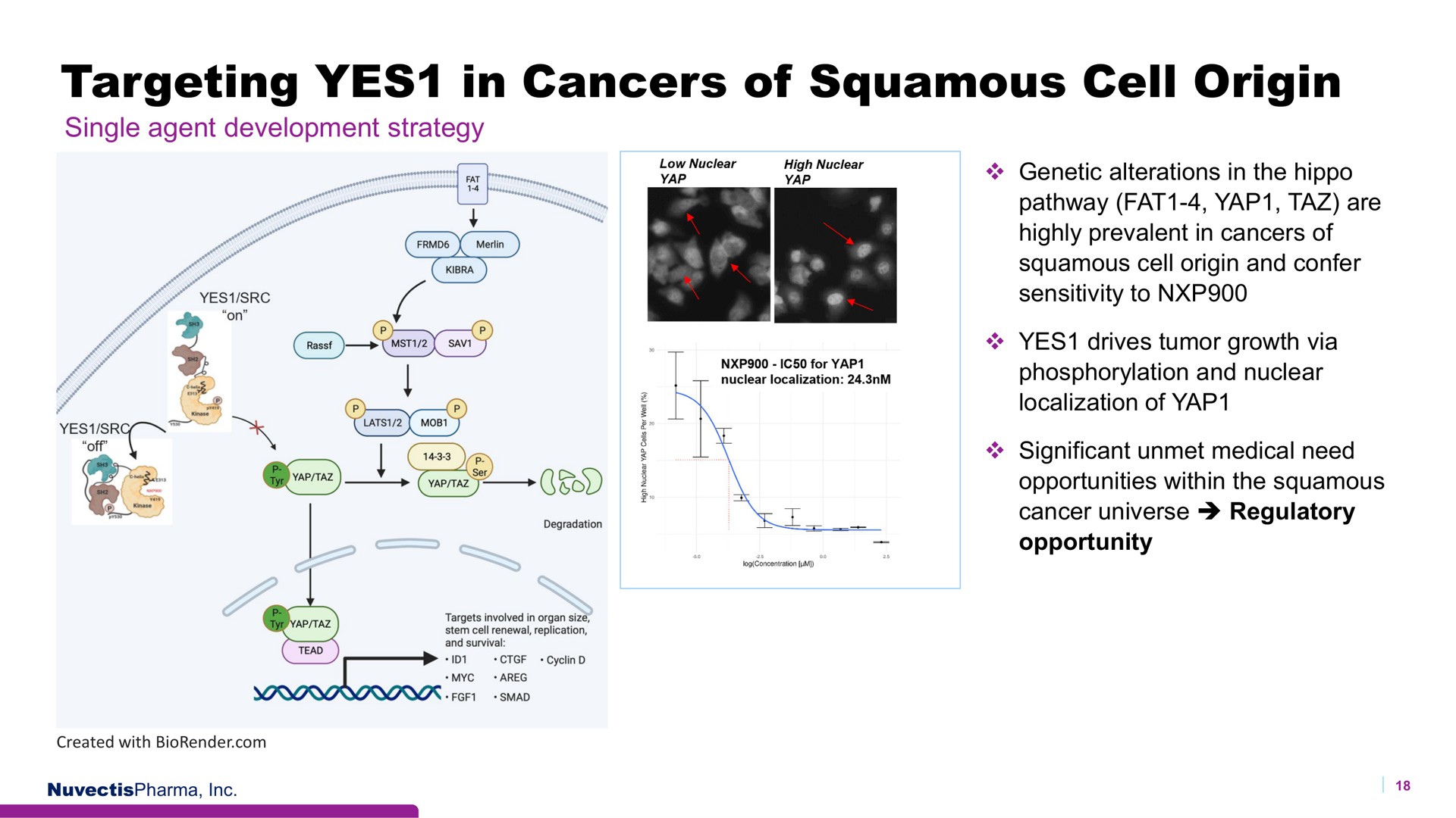 targeting yes in cancers of squamous cell origin a a | Nuvectis Pharma